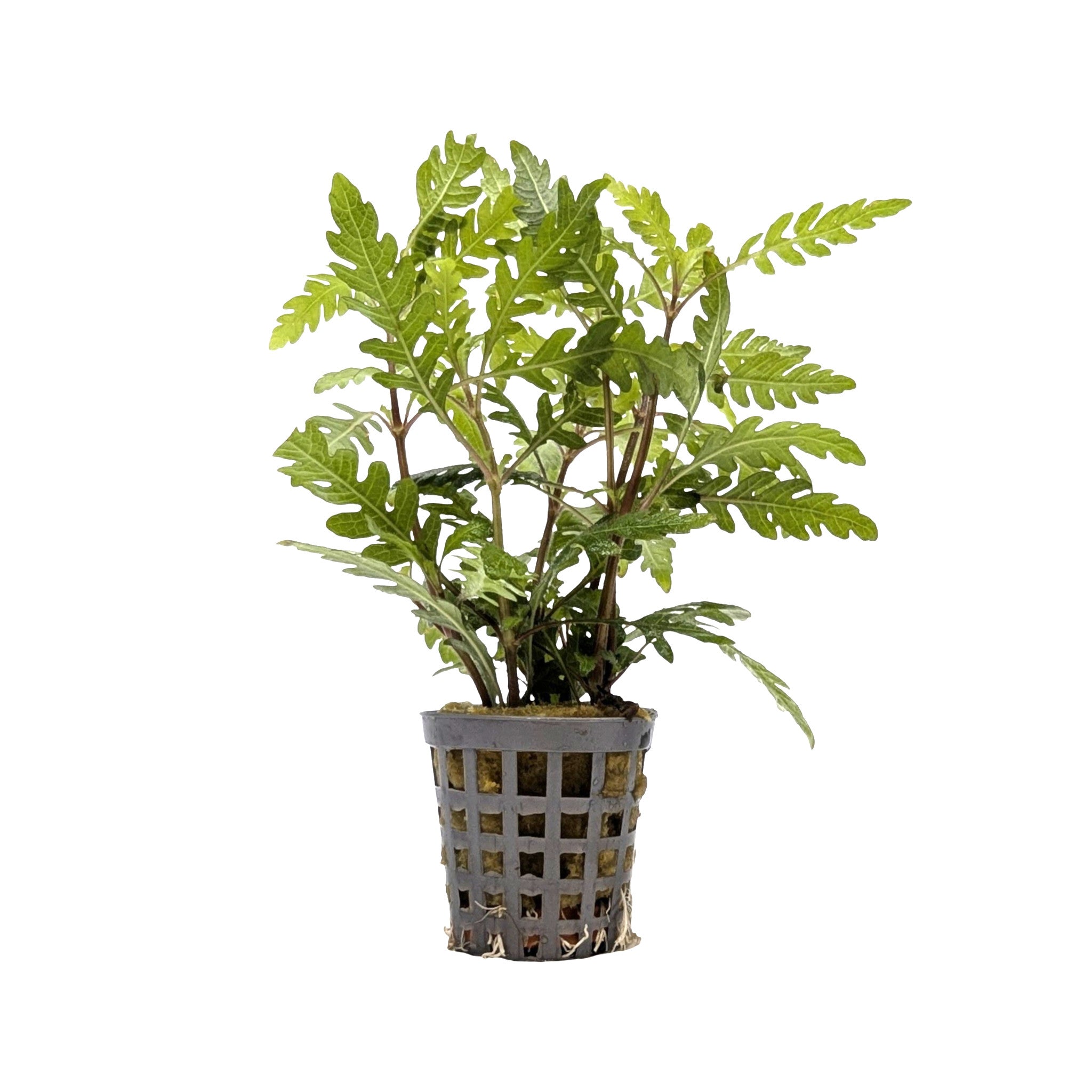 Hygrophila pinnatifida