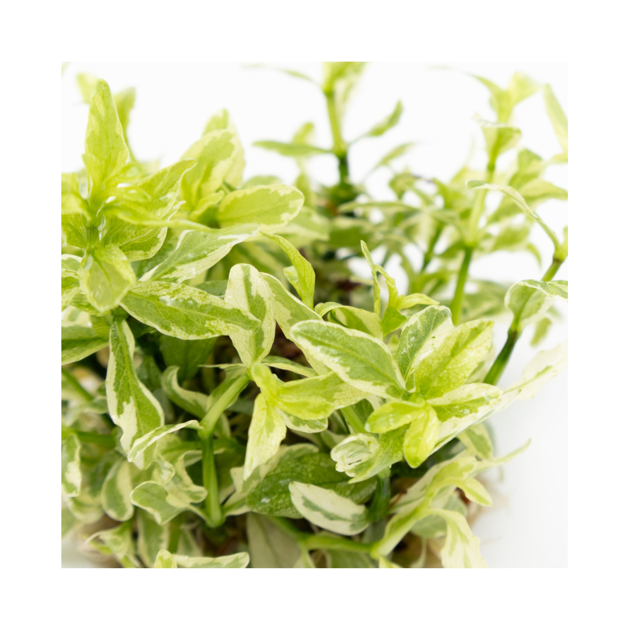 Tropica Hygrophila polysperma White 1-2-GROW!