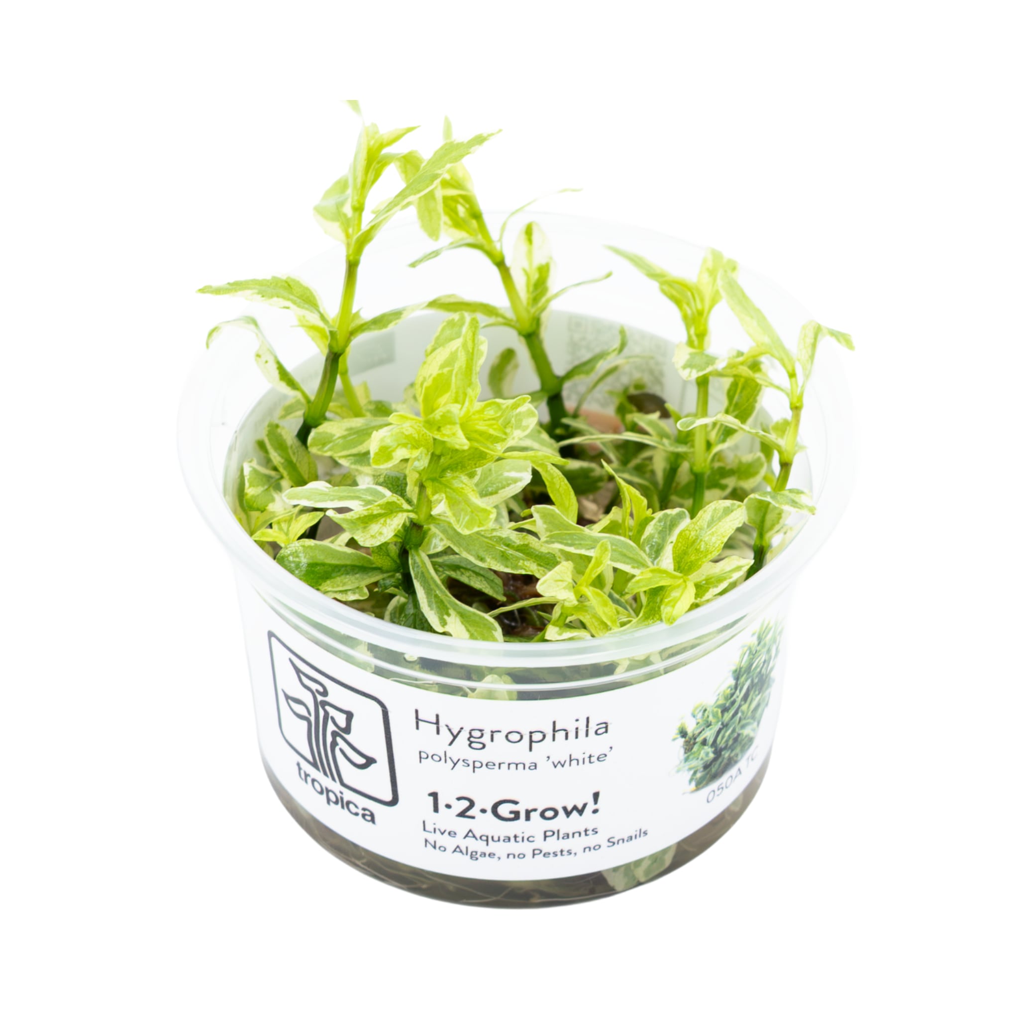 Tropica Hygrophila polysperma White 1-2-GROW!
