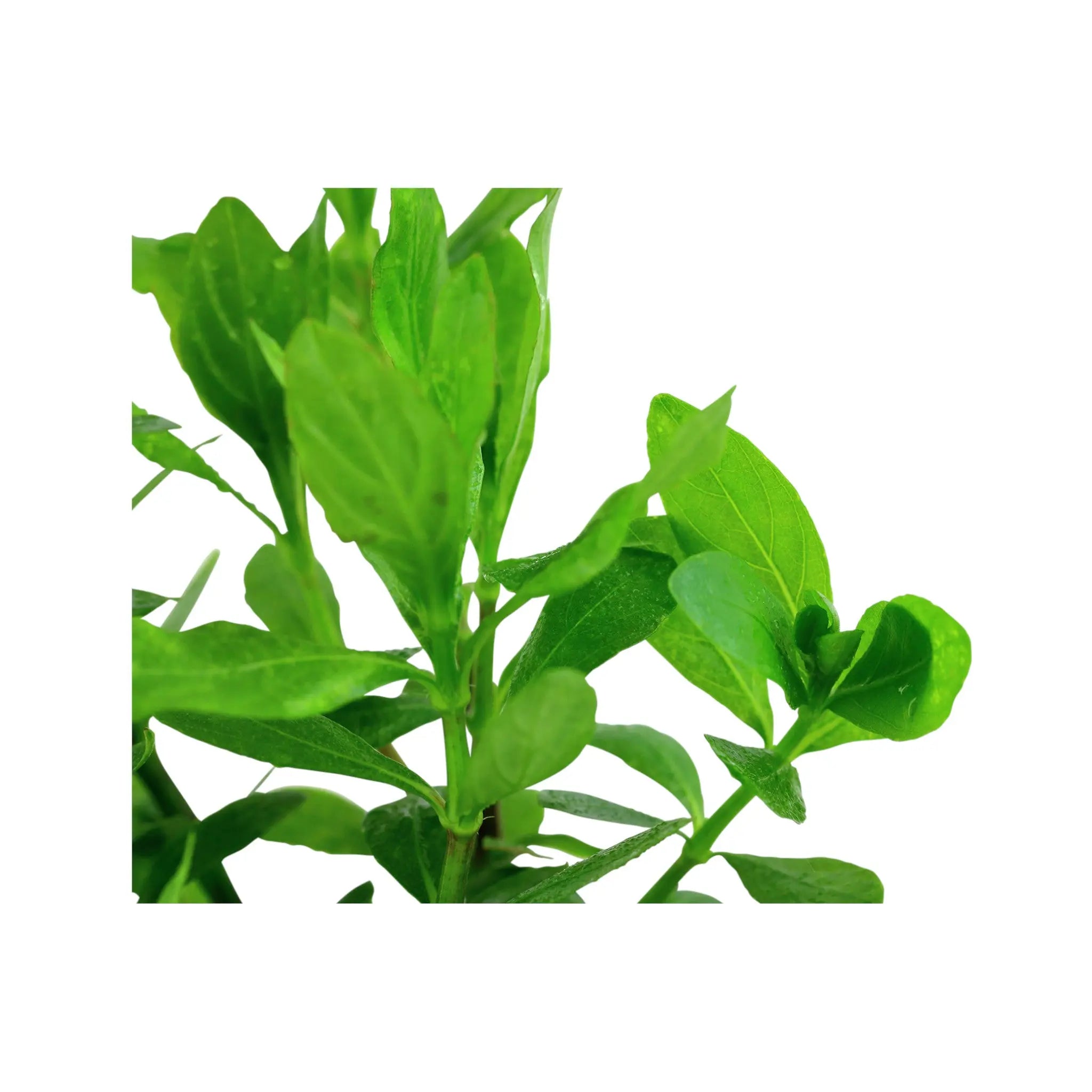 Hygrophila polysperma (Indian Swampweed) Aquafleur