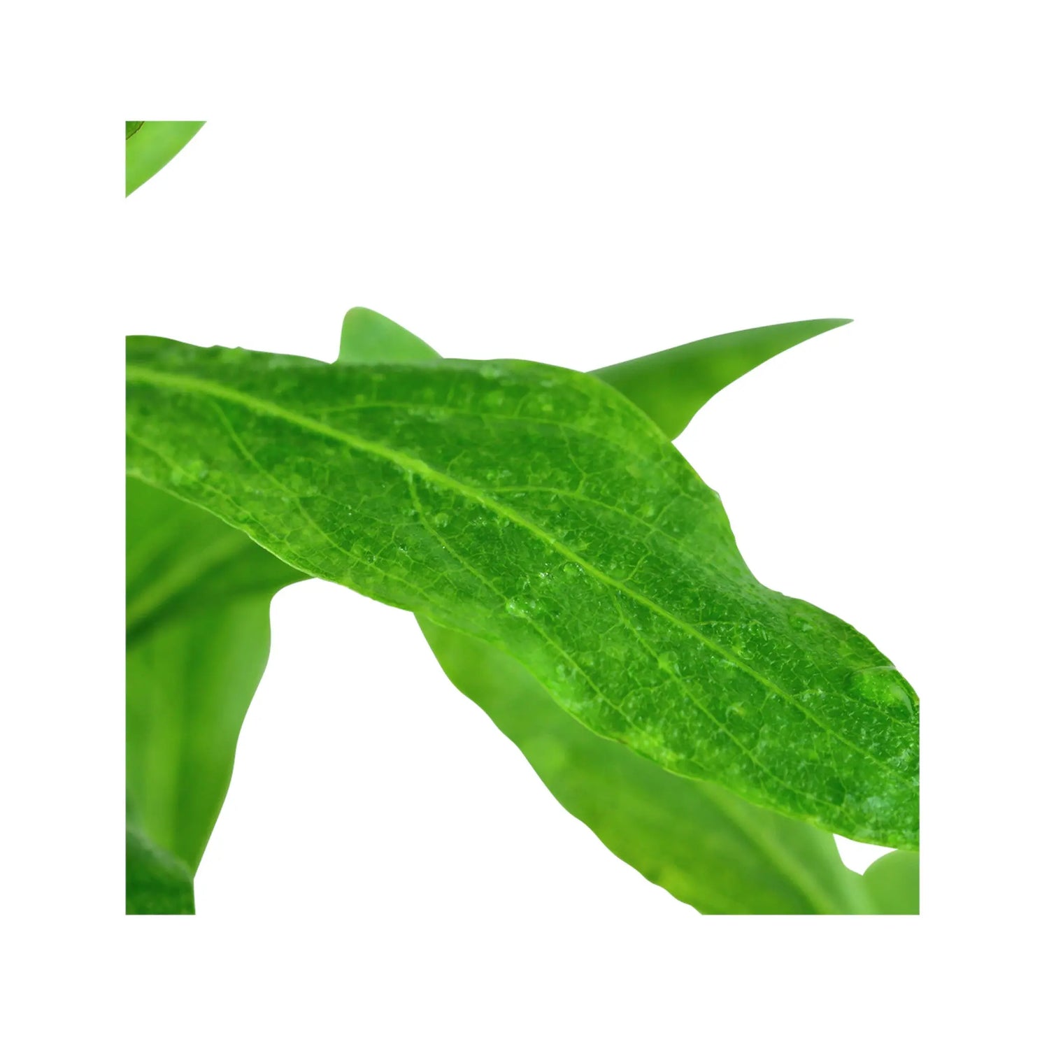 Hygrophila polysperma (Indian Swampweed) Aquafleur