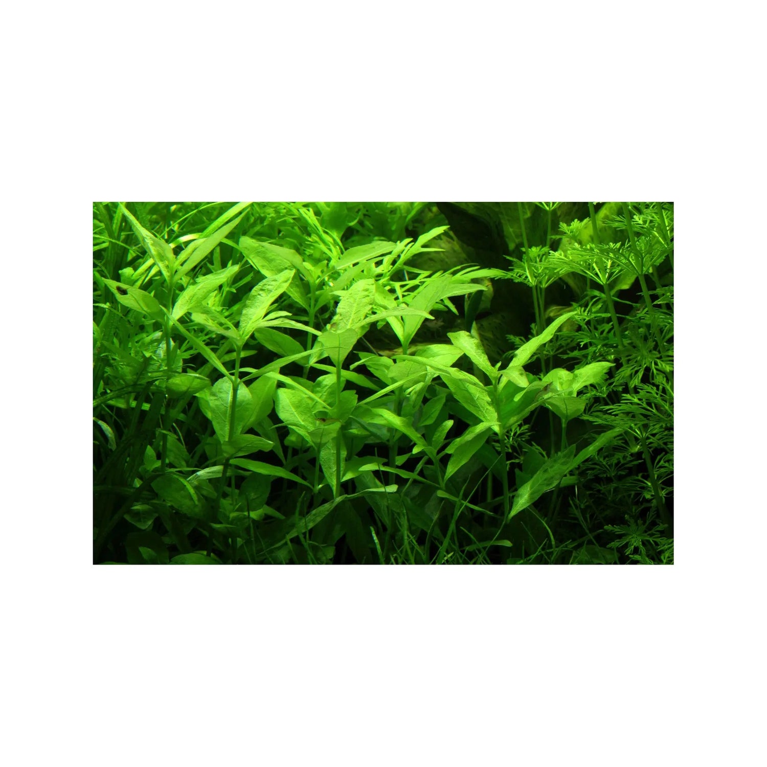 Hygrophila polysperma (Indian Swampweed) Aquafleur