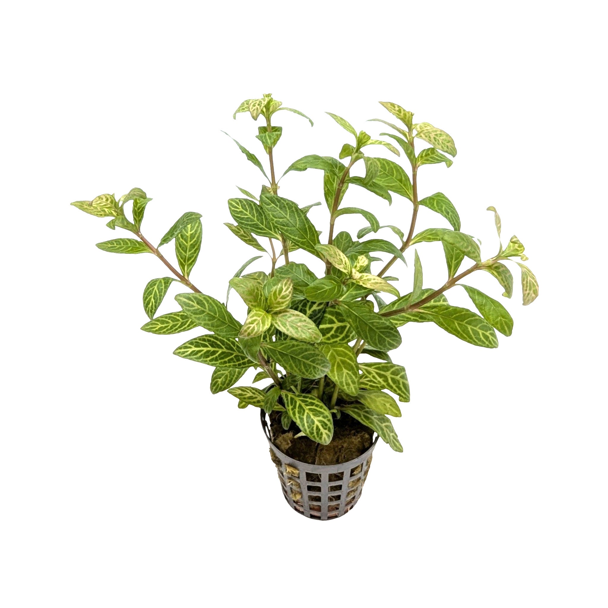 Hygrophila rosae australis