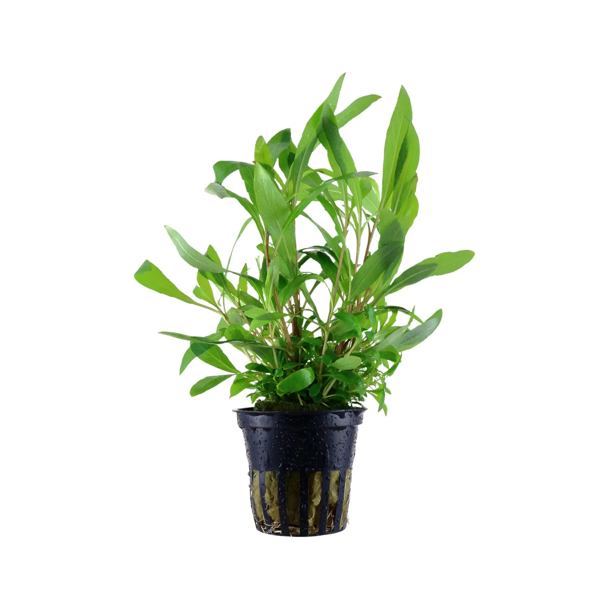 Hygrophila siamensis 53B Tropica