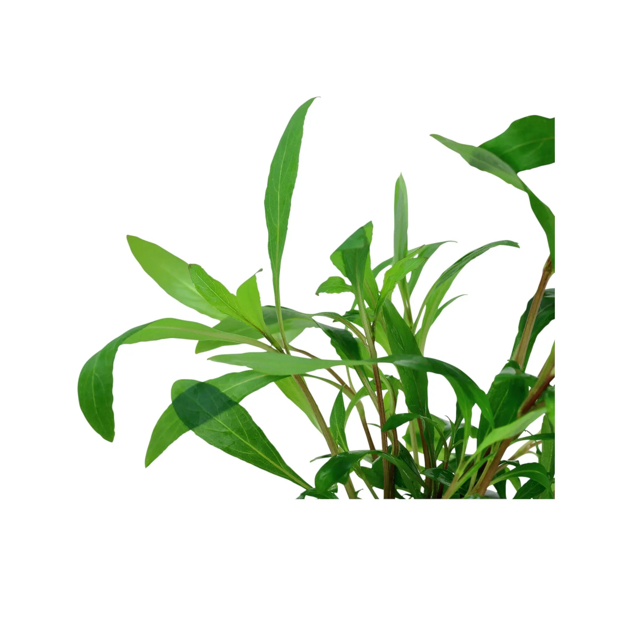 Hygrophila siamensis 53B Tropica