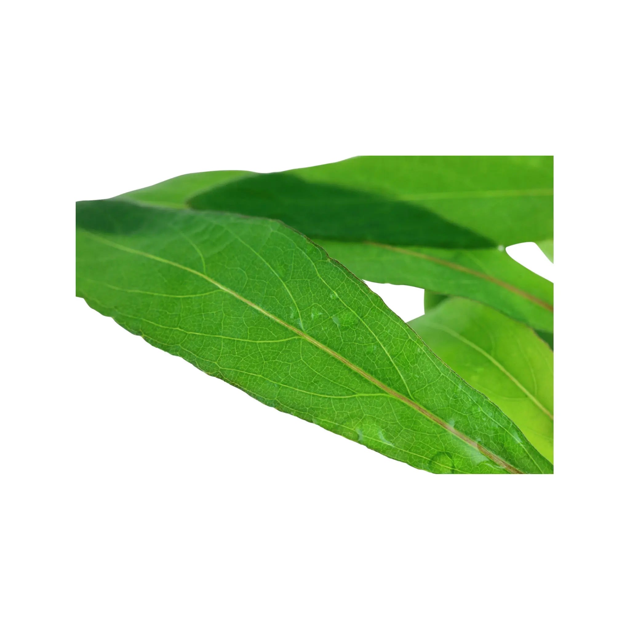 Hygrophila siamensis 53B Tropica