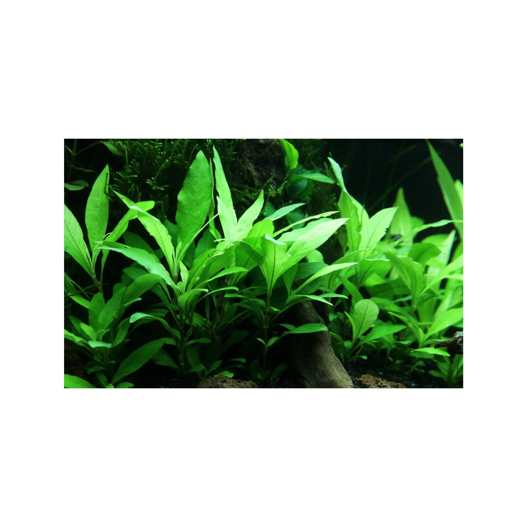 Hygrophila siamensis 53B Tropica