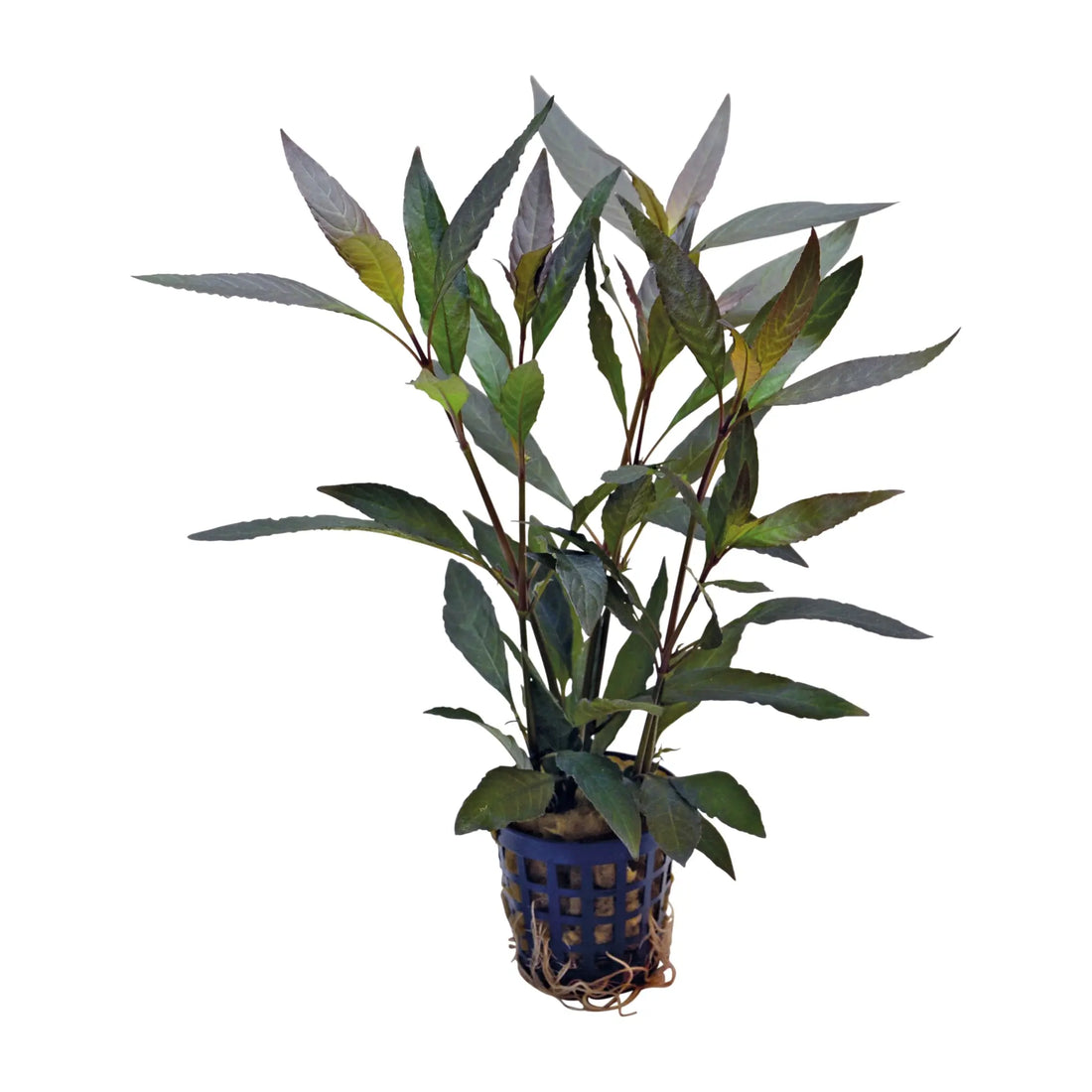 Hygrophila guanensis - Aqua Essentials