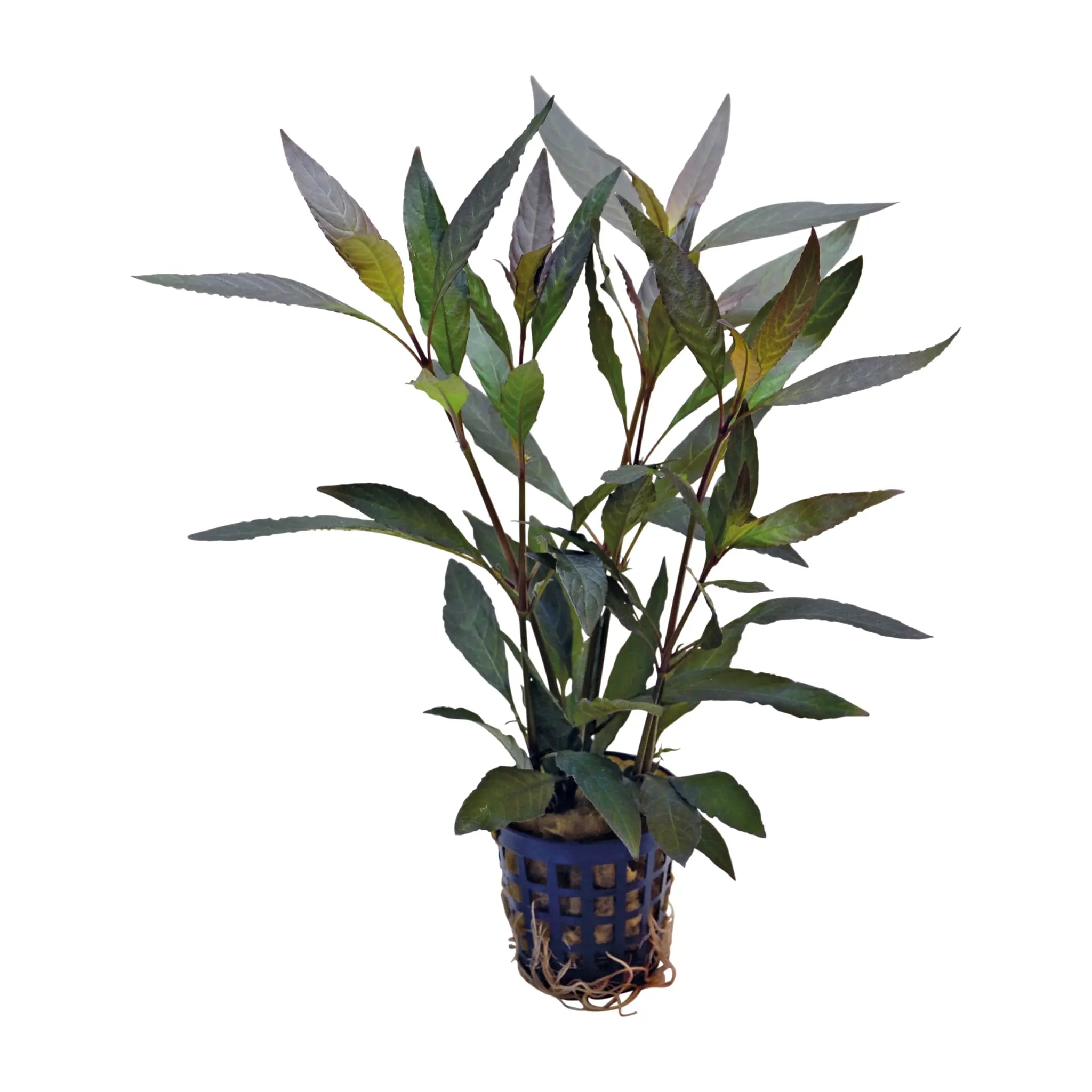 Hygrophila guanensis - Aqua Essentials