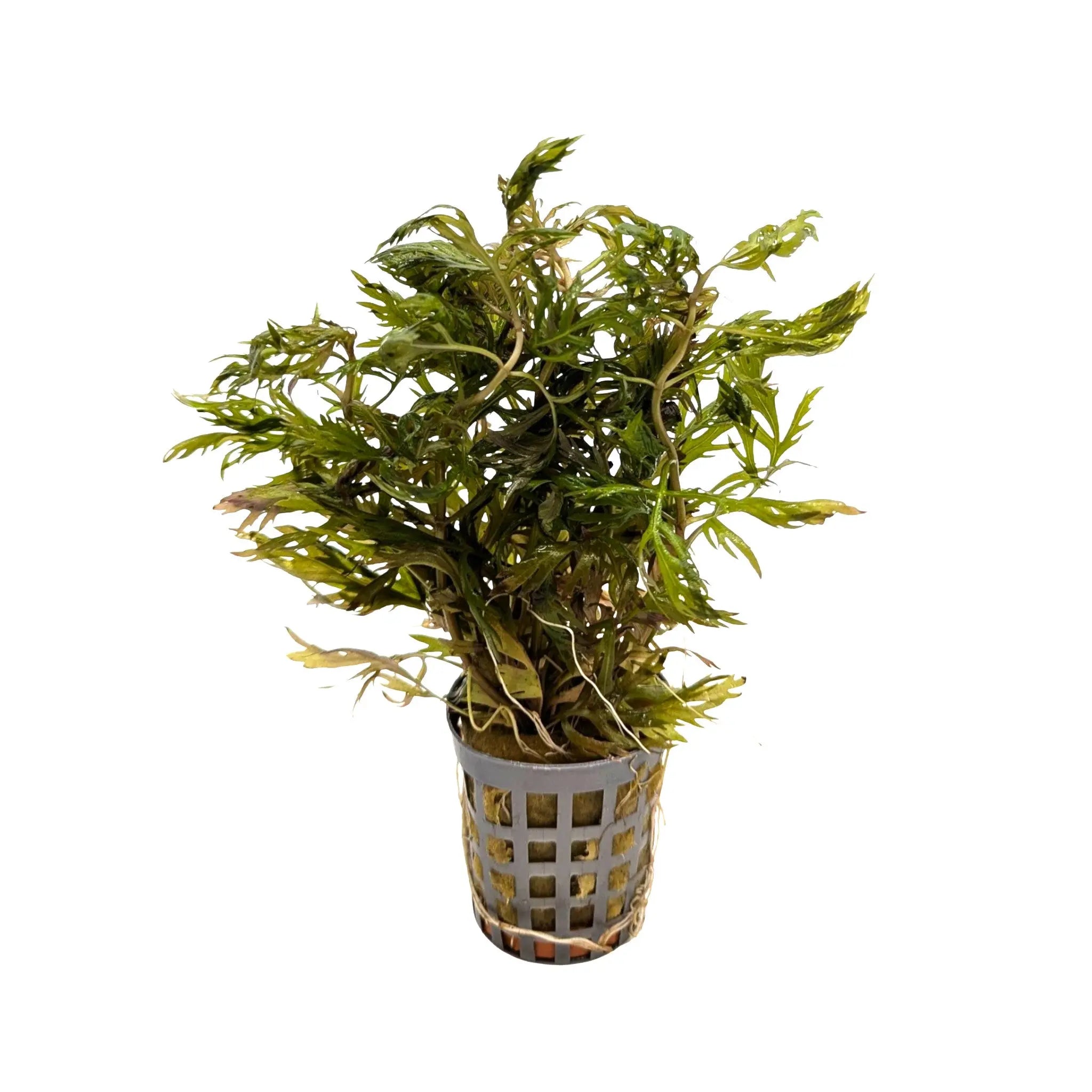 Hyptis lanciniata Aquafleur