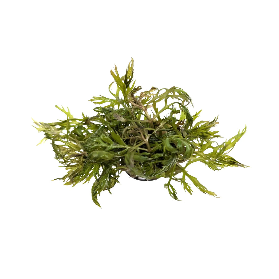 Hyptis lanciniata Aquafleur