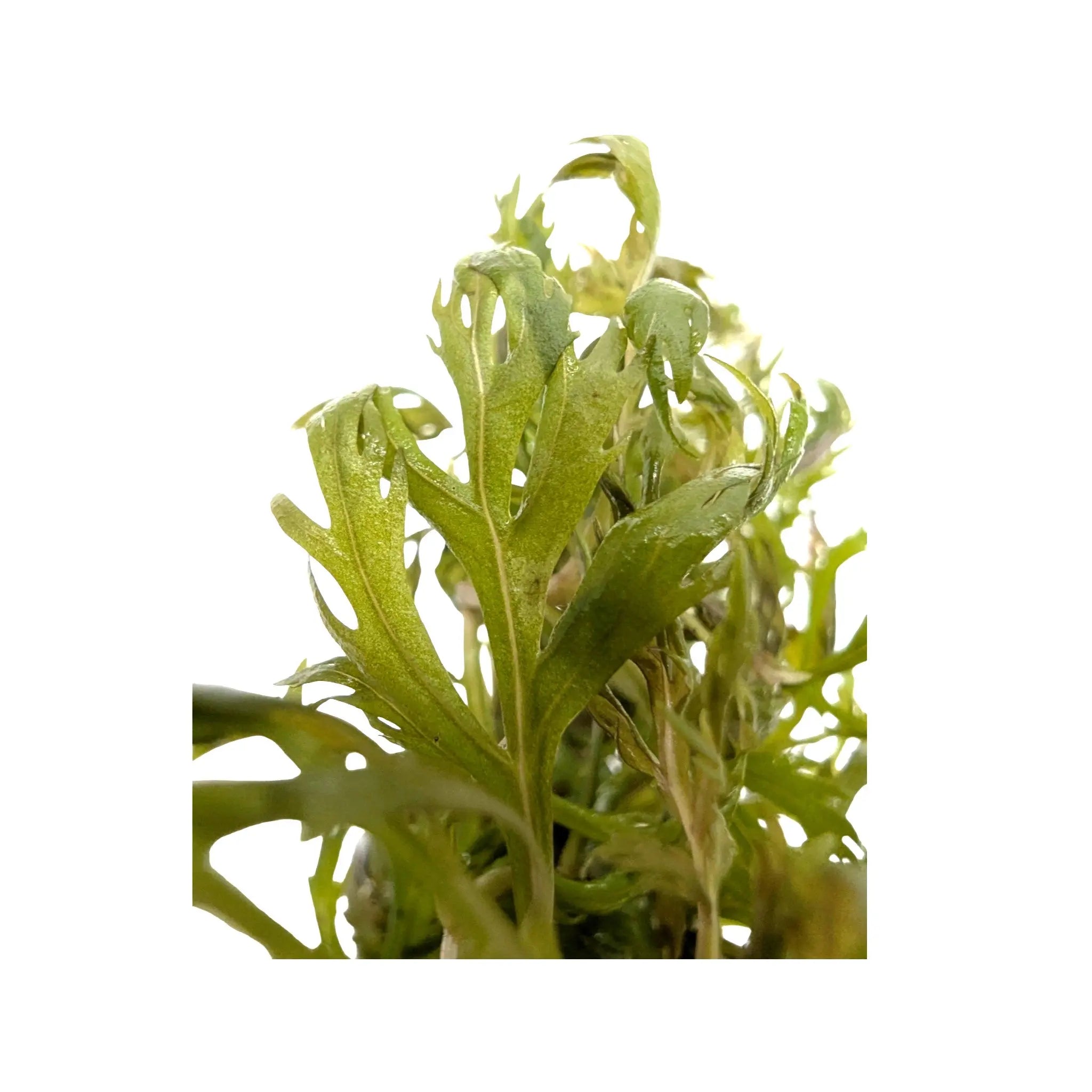 Hyptis lanciniata Aquafleur