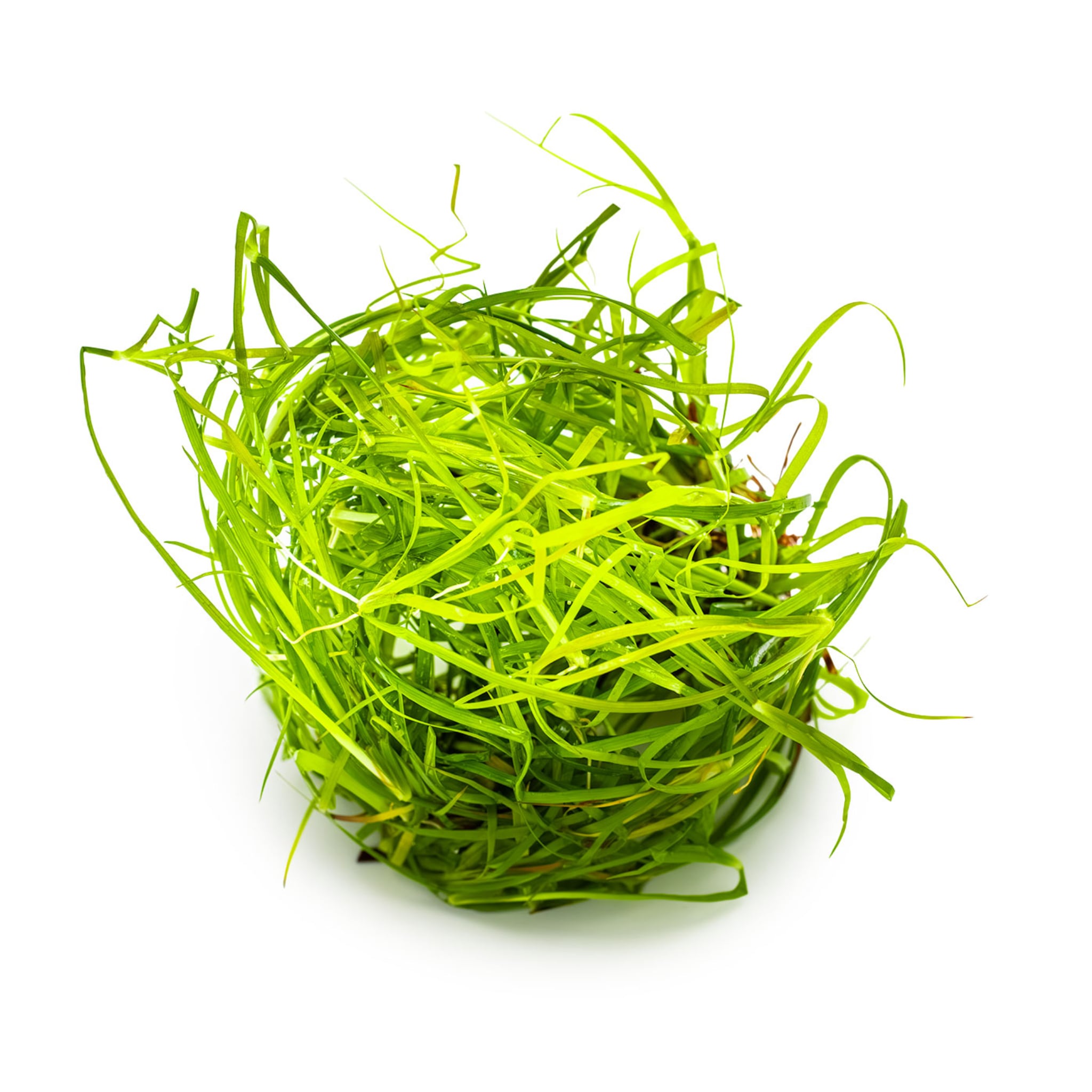 Tropica Juncus repens 1-2-Grow!