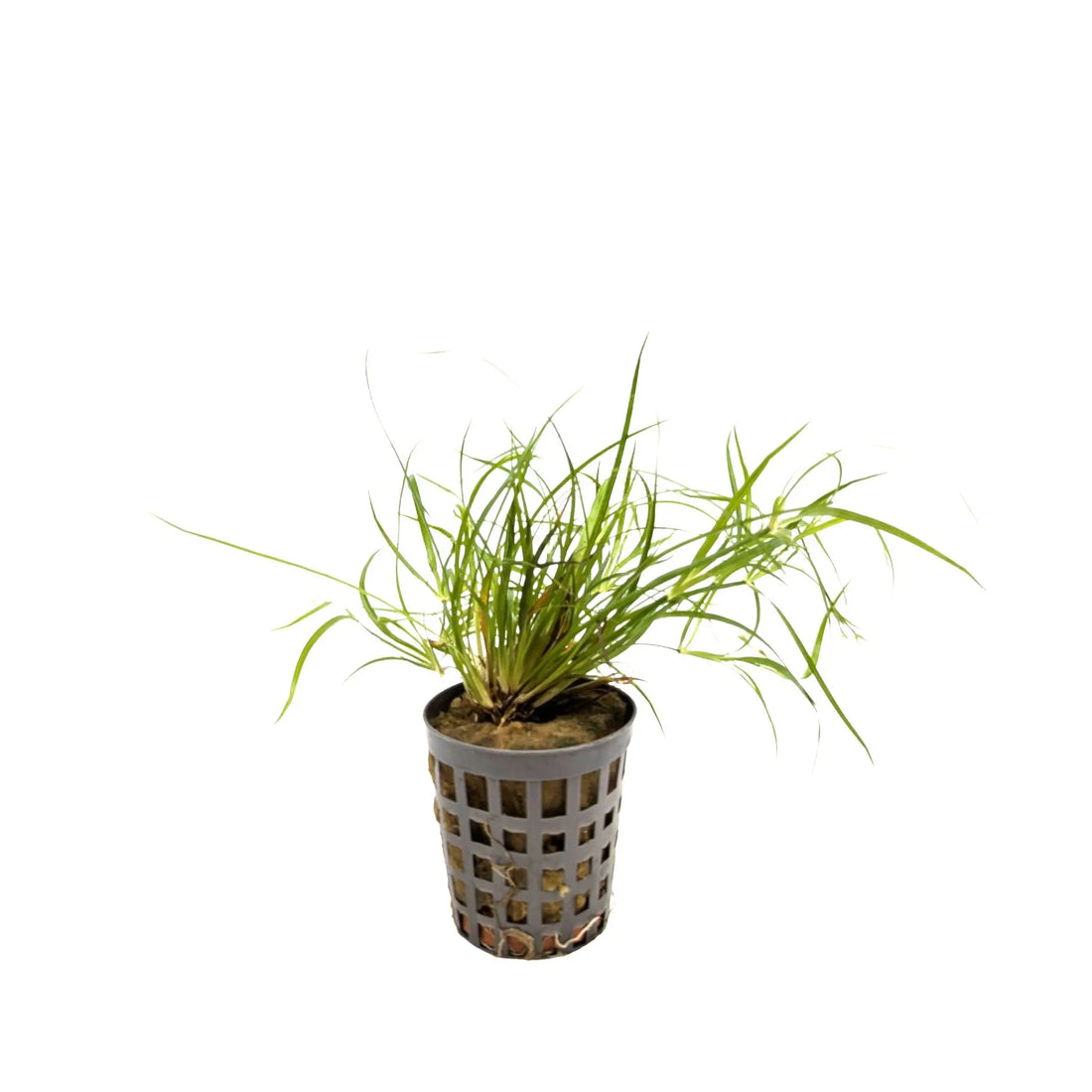 Juncus repens Aquafleur