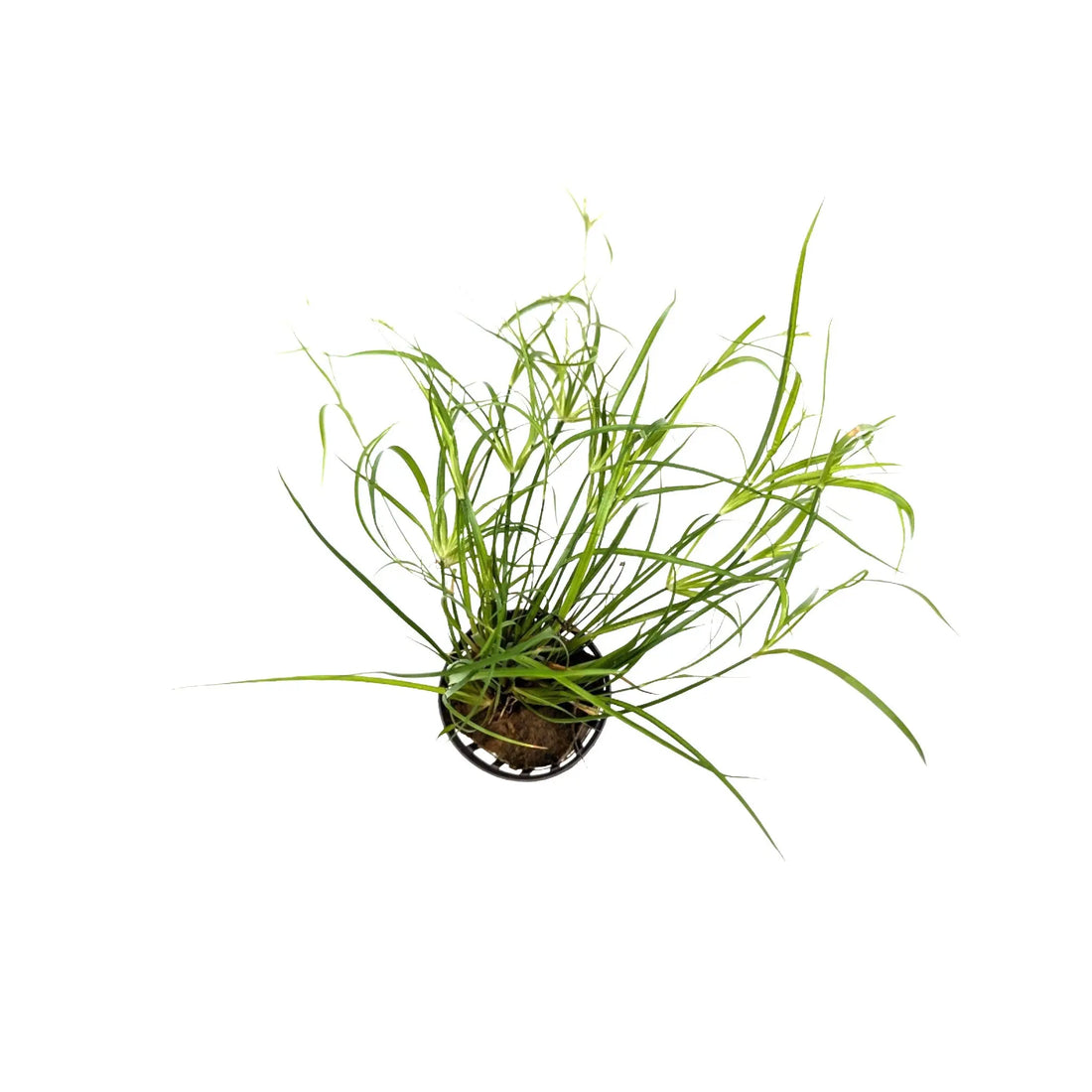 Juncus repens Aquafleur