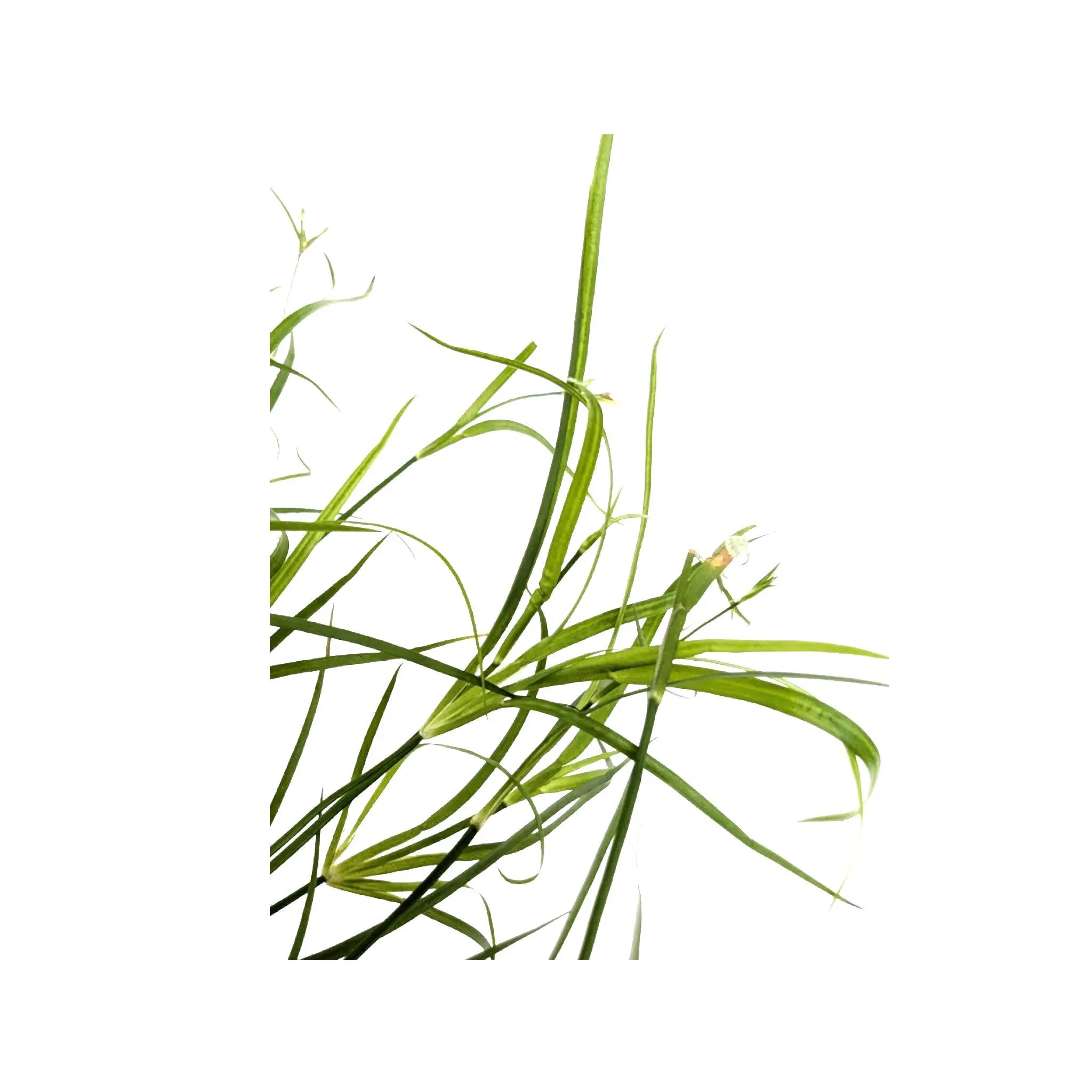 Juncus repens Aquafleur