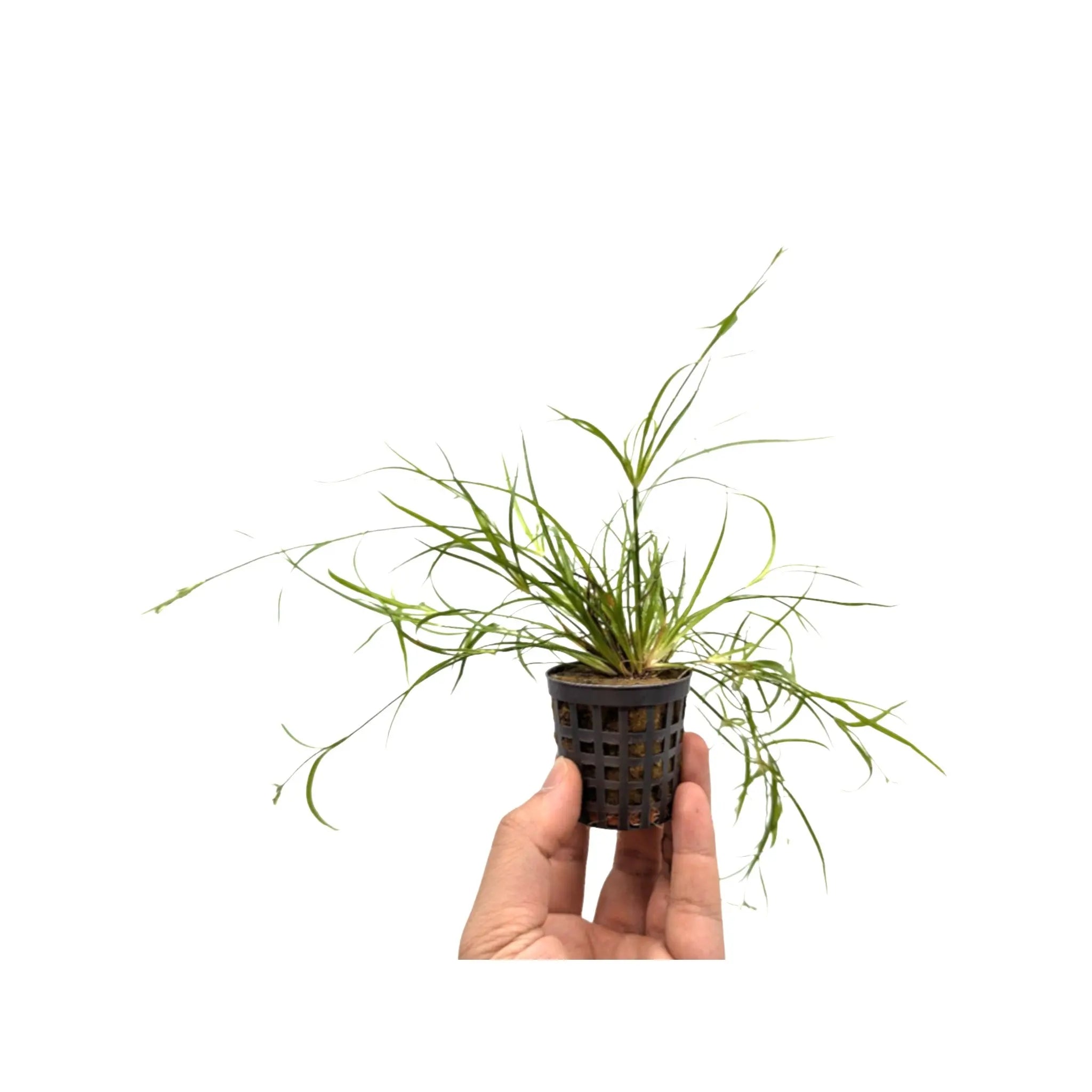 Juncus repens Aquafleur