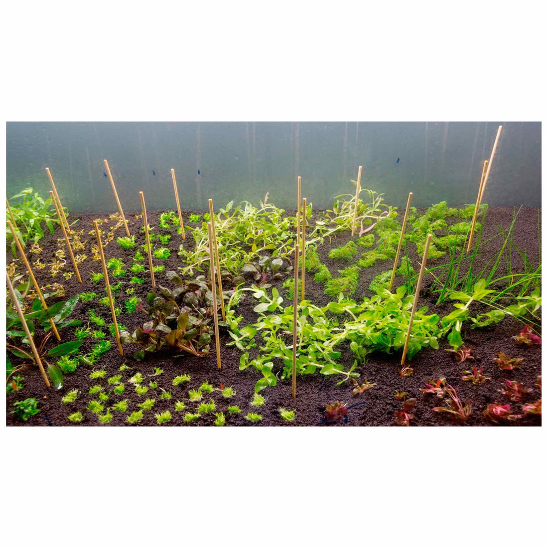 Scaped For You Collection - Layout 105 (300L) Medium - Aqua Essentials