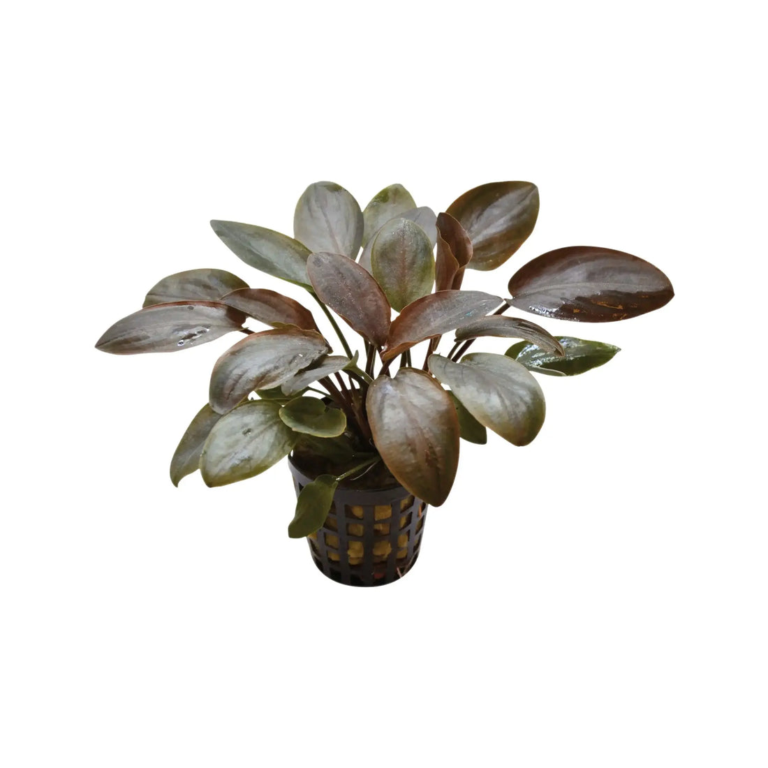 Lagenandra meeboldi Red Aquafleur