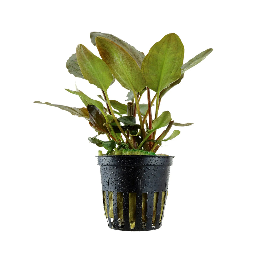 Lagenandra meeboldi Red Aquafleur