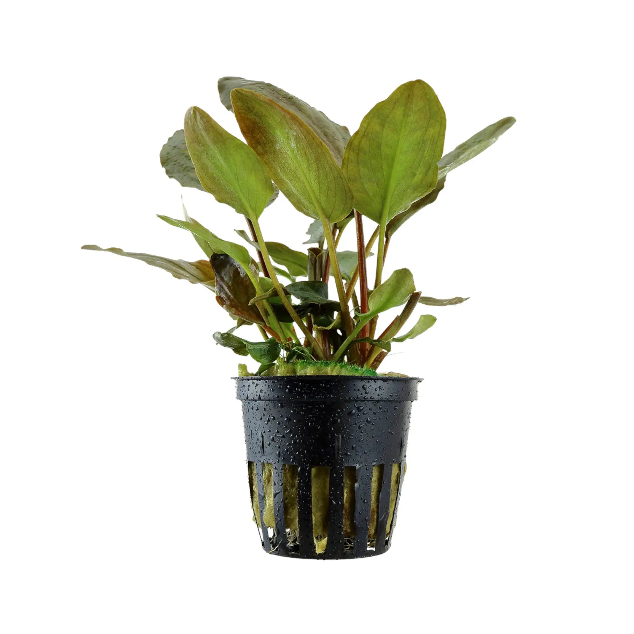 Lagenandra meeboldi Red Aquafleur