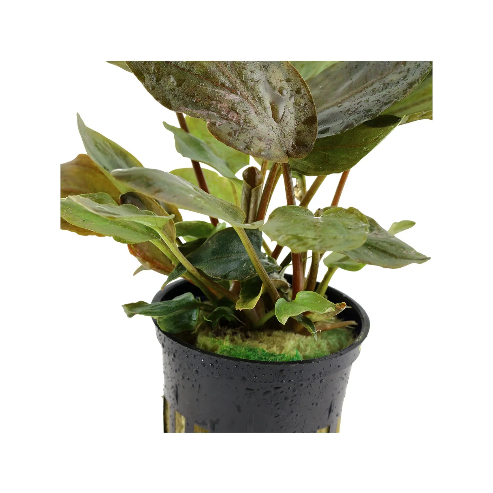 Lagenandra meeboldi Red Aquafleur