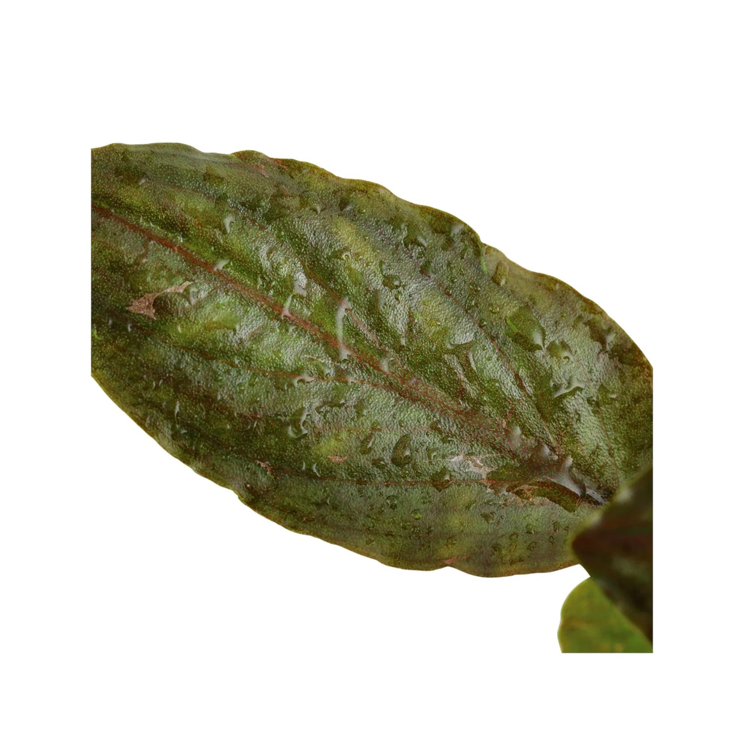 Lagenandra meeboldi Red Aquafleur