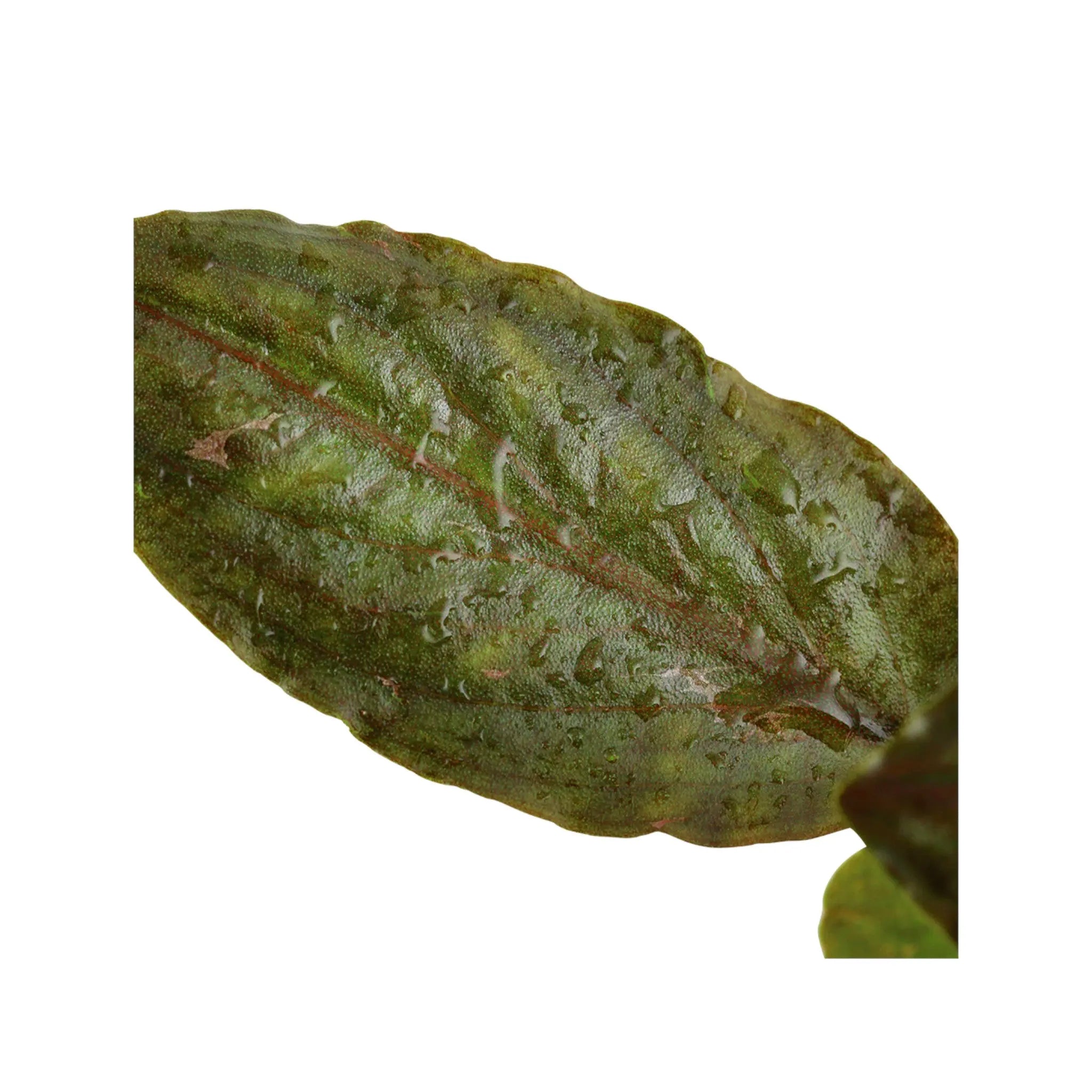 Lagenandra meeboldi Red Aquafleur