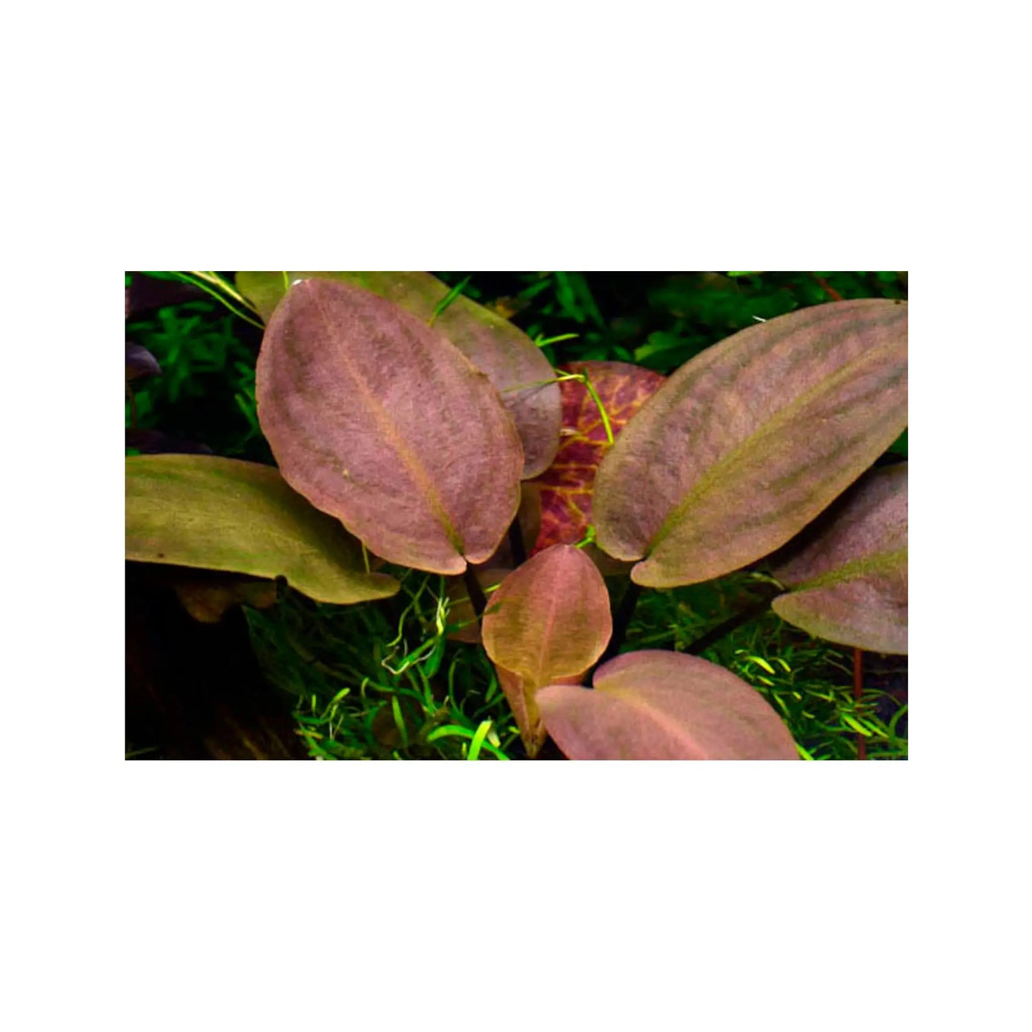 Lagenandra meeboldi Red Aquafleur