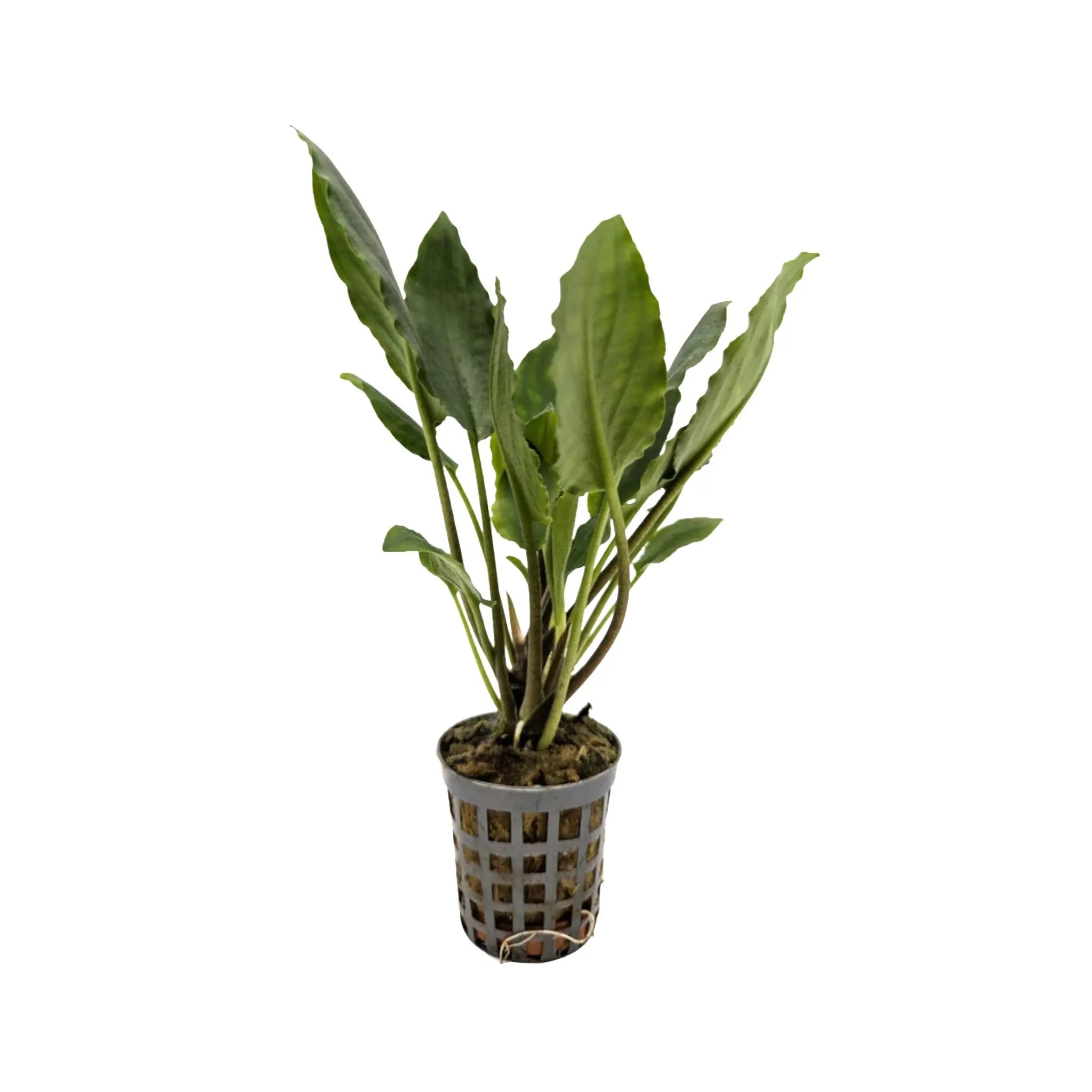 Lagenandra meeboldi green Aquafleur