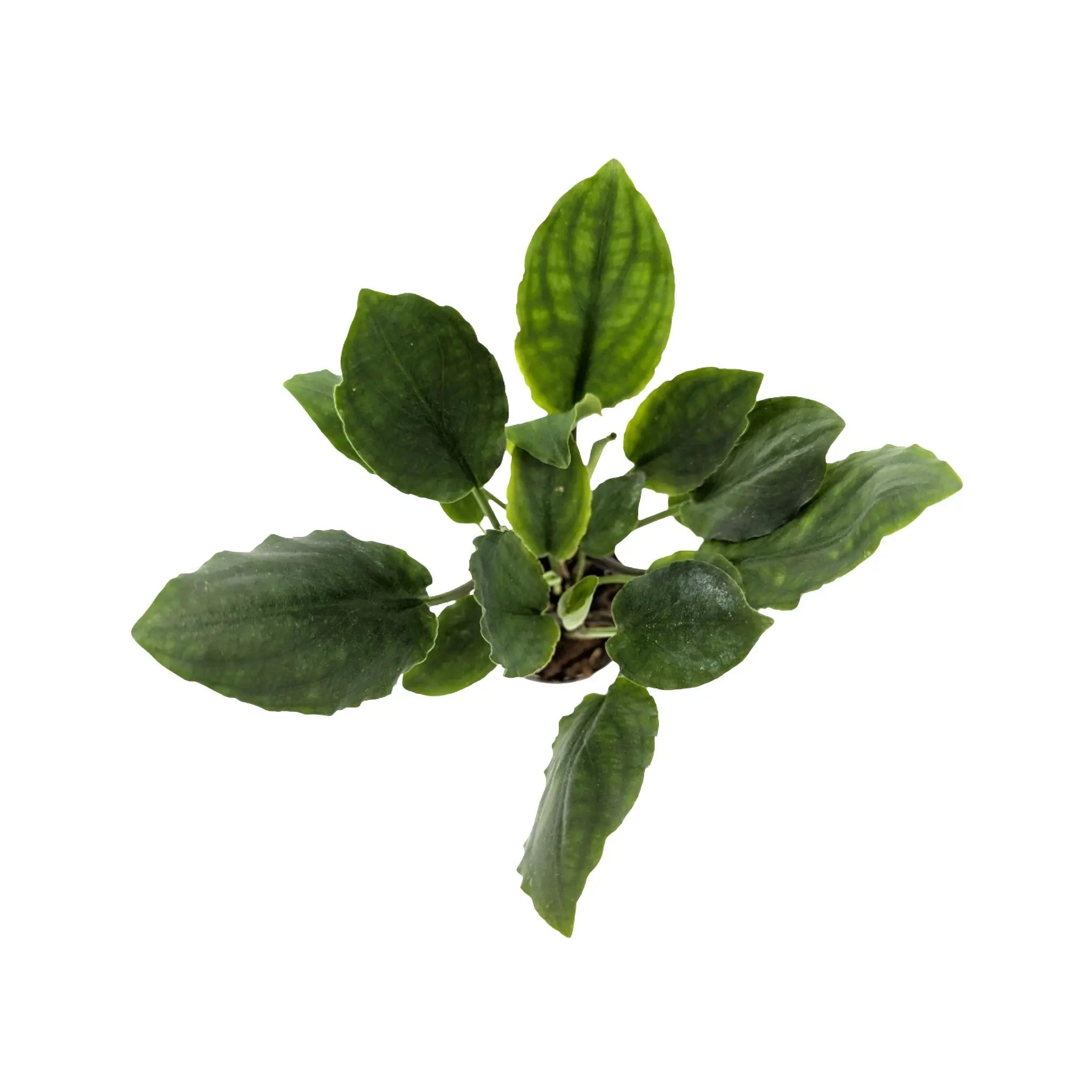 Lagenandra meeboldi green Aquafleur