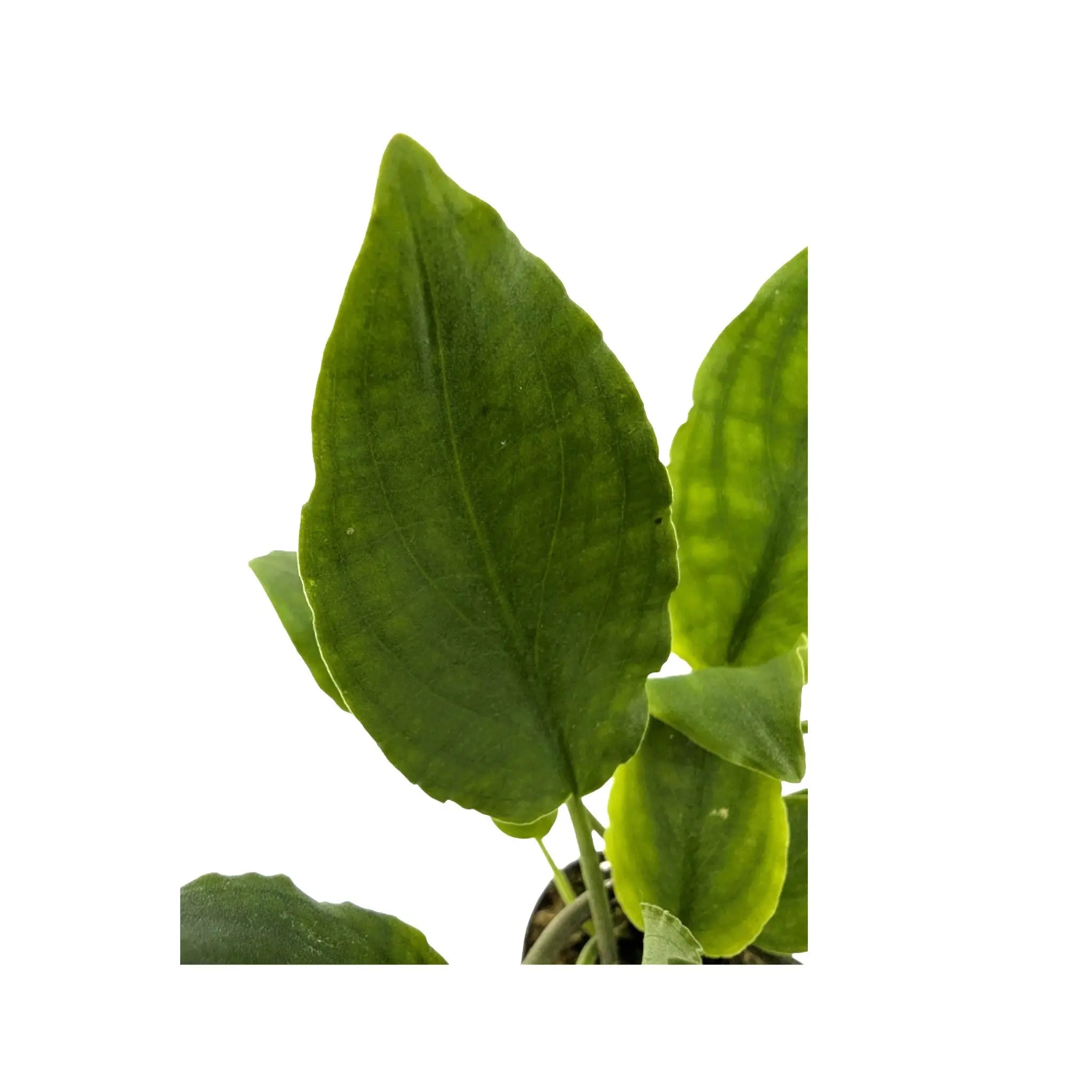 Lagenandra meeboldi green Aquafleur