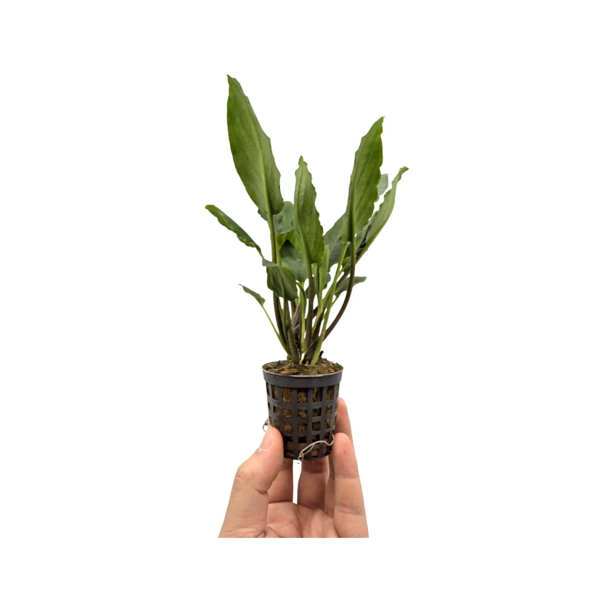 Lagenandra meeboldi green Aquafleur