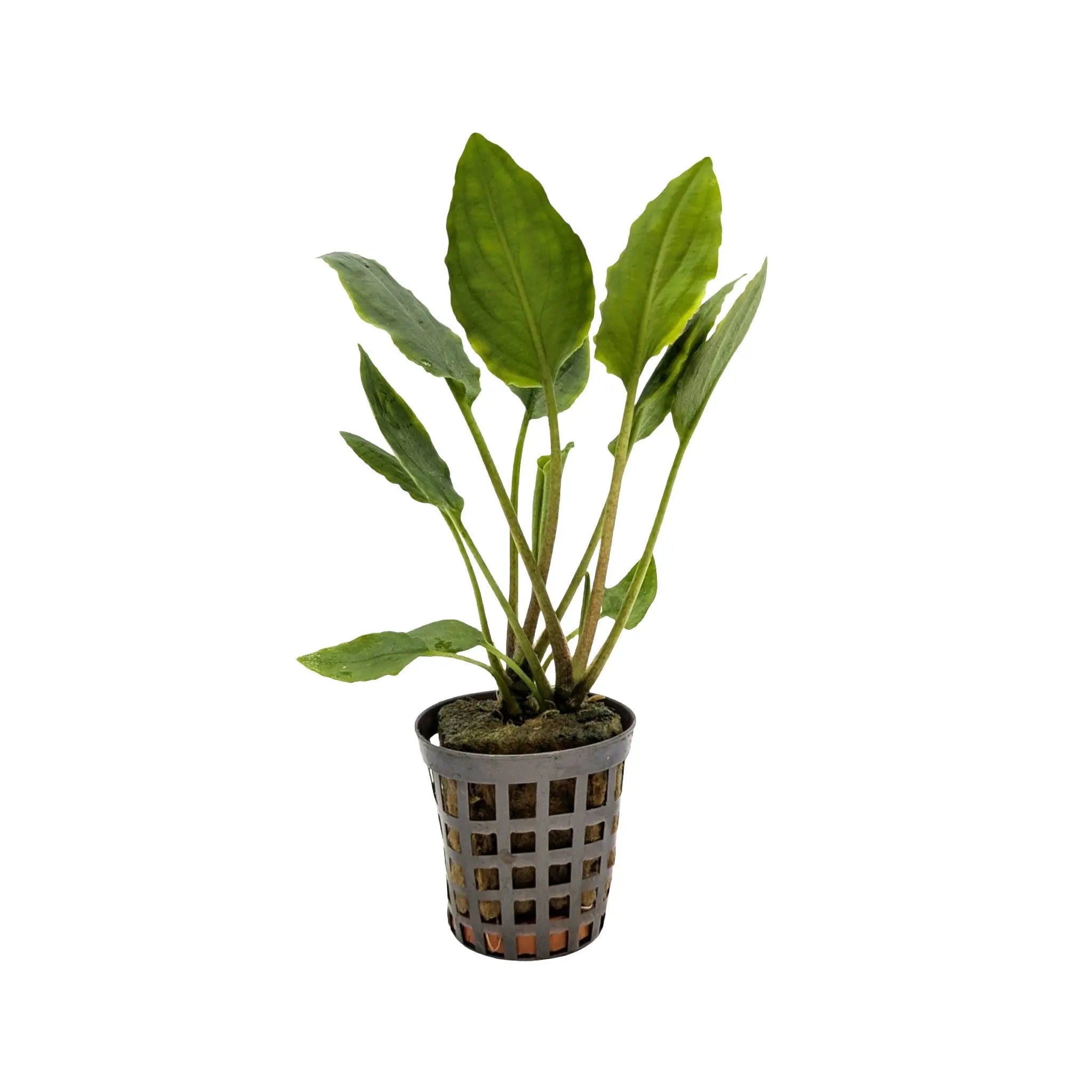 Lagenandra meeboldi green Aquafleur