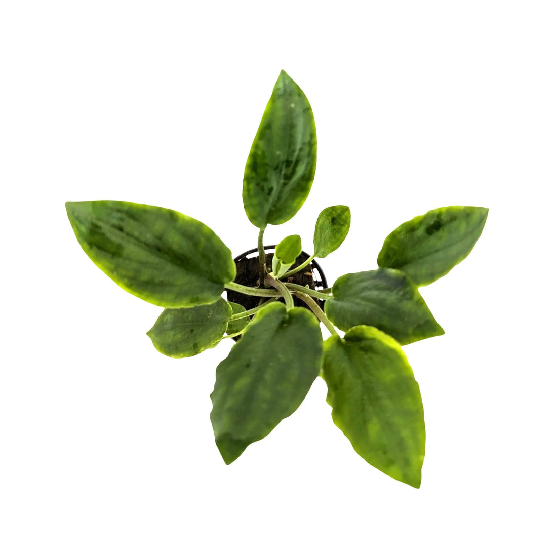 Lagenandra meeboldi green Aquafleur