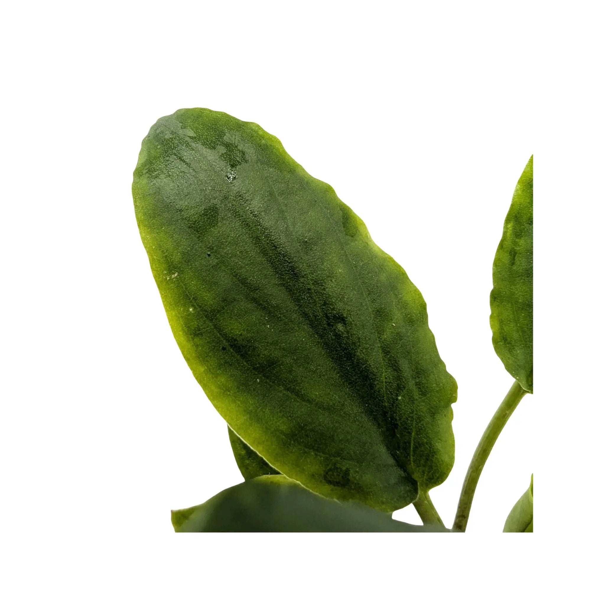 Lagenandra meeboldi green Aquafleur