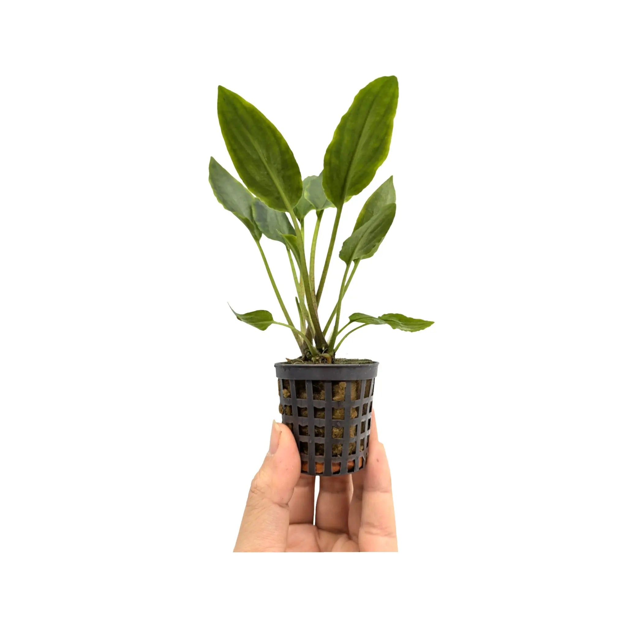 Lagenandra meeboldi green Aquafleur