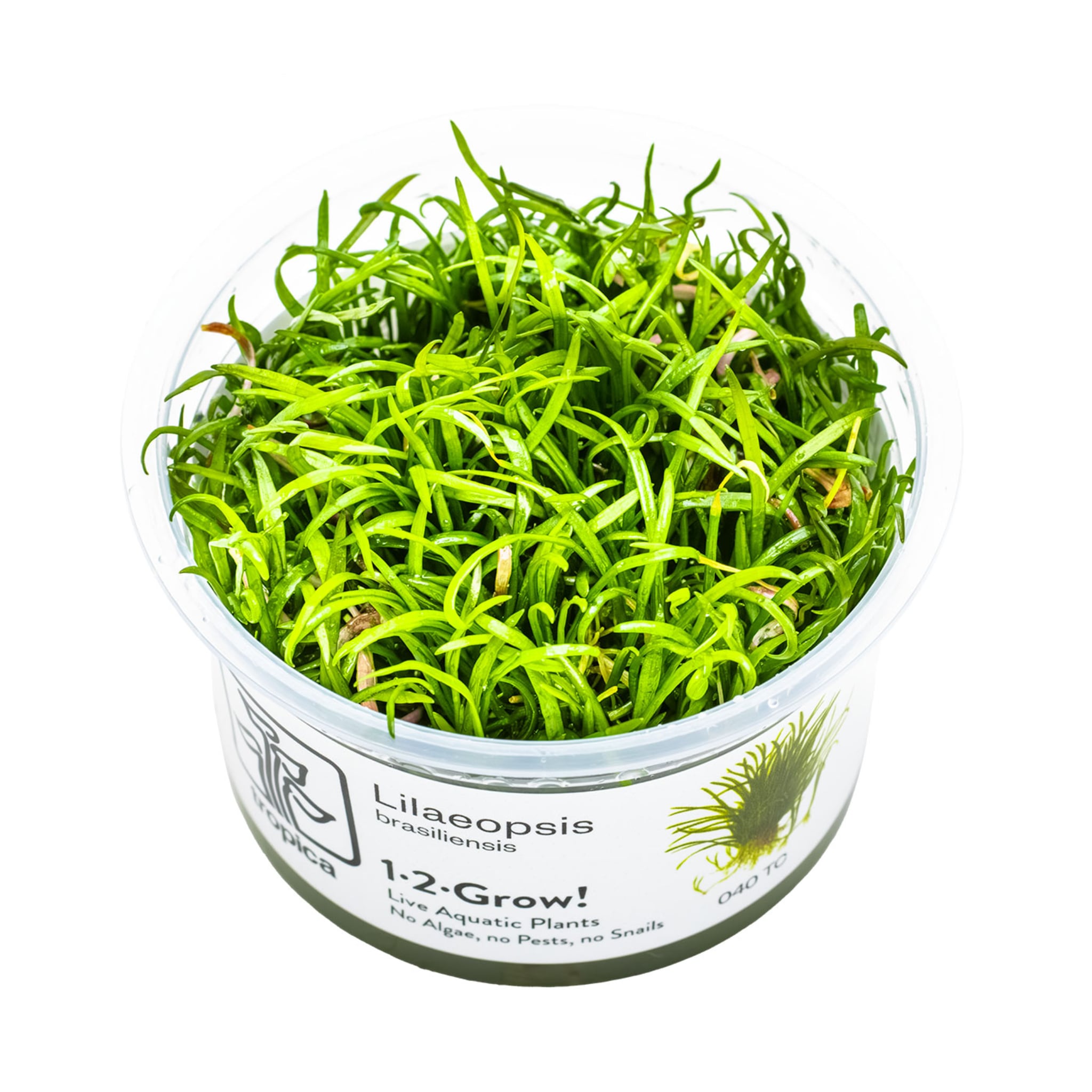Tropica Lilaeopsis brasiliensis 1-2-GROW!