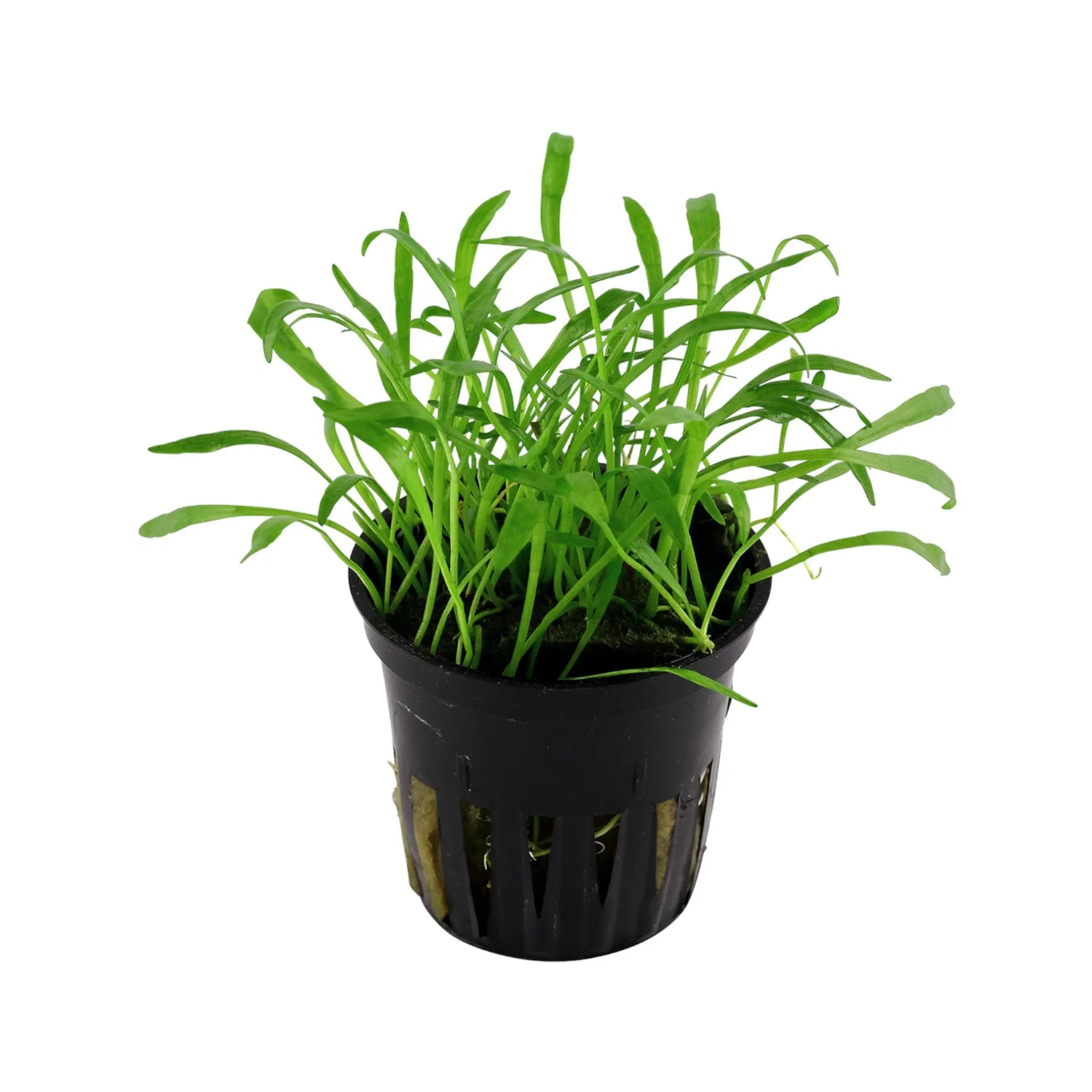 Lilaeopsis brasiliensis Tropica