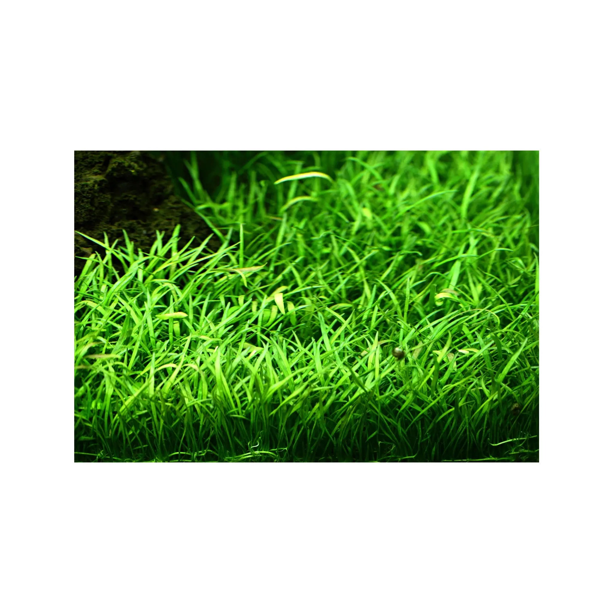 Lilaeopsis brasiliensis Tropica