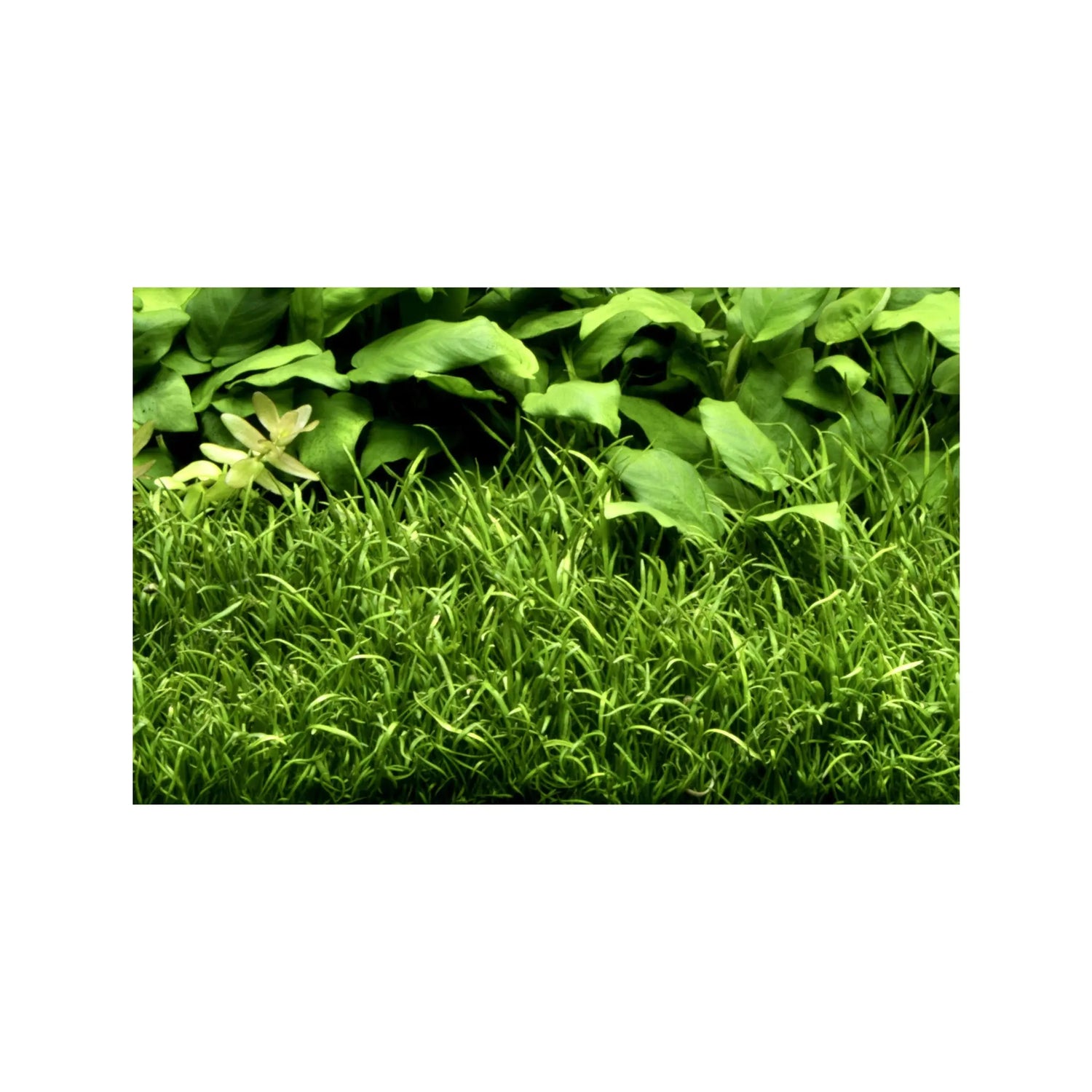 Lilaeopsis brasiliensis Tropica