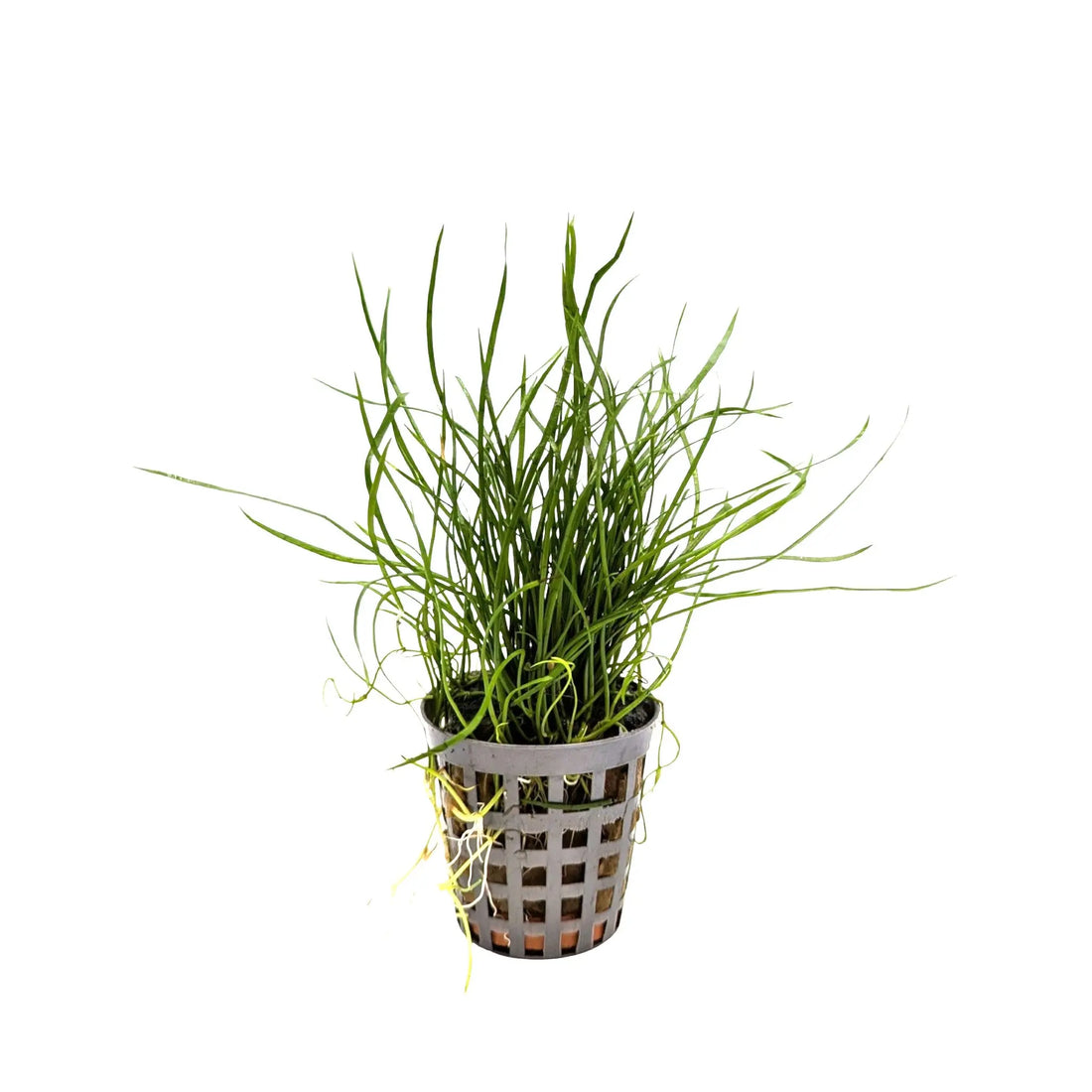 Lilaeopsis mauritiana Aquafleur