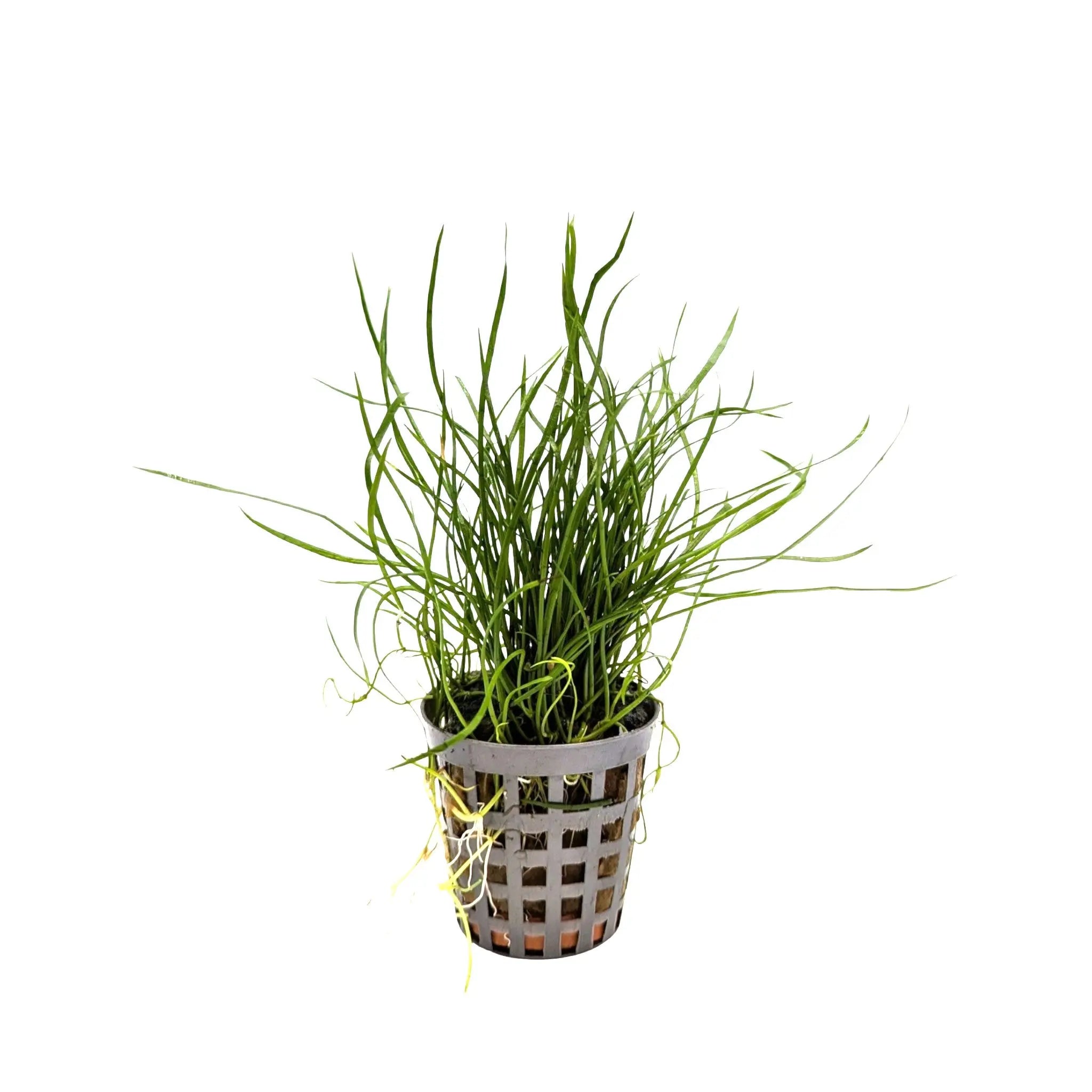 Lilaeopsis mauritiana Aquafleur