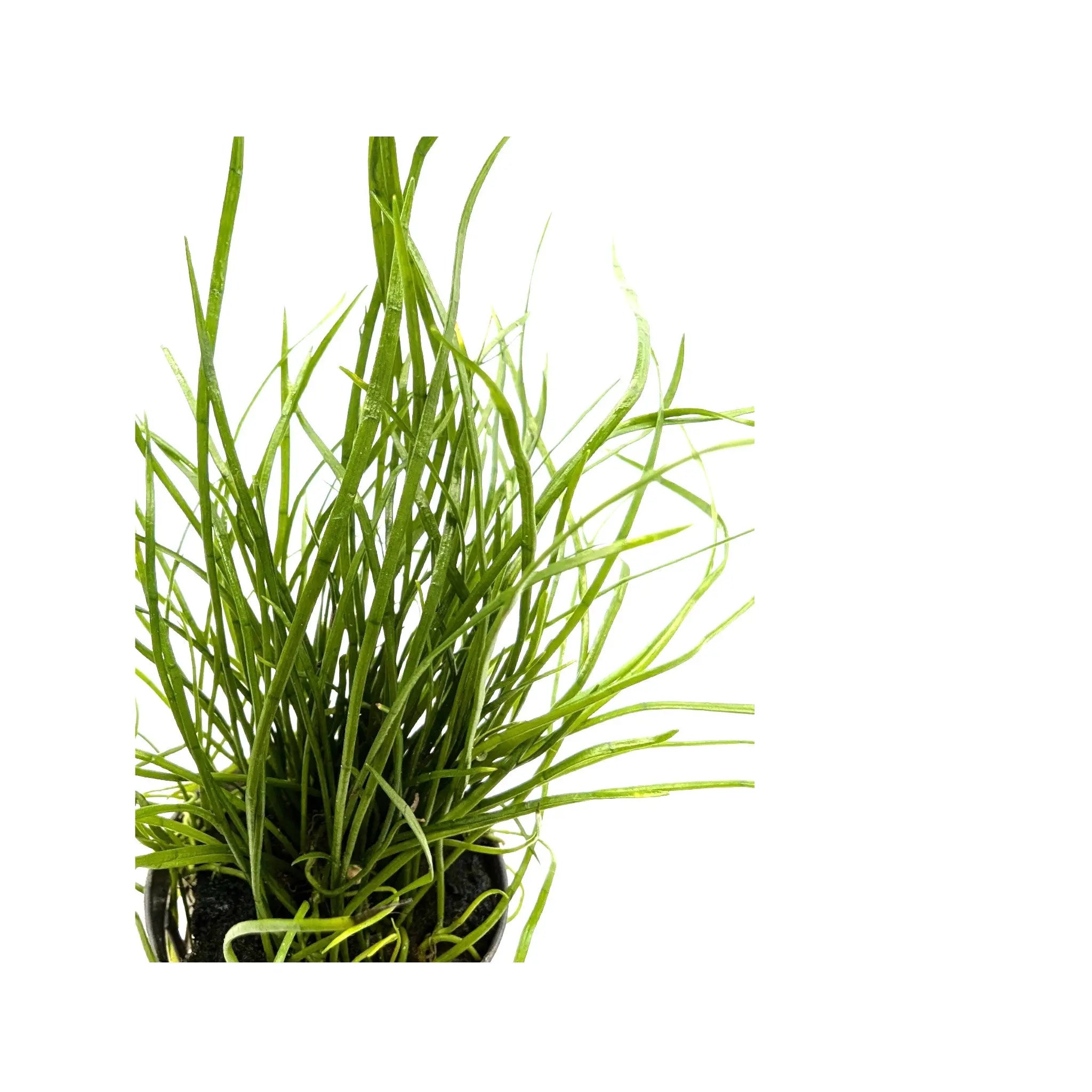 Lilaeopsis mauritiana Aquafleur