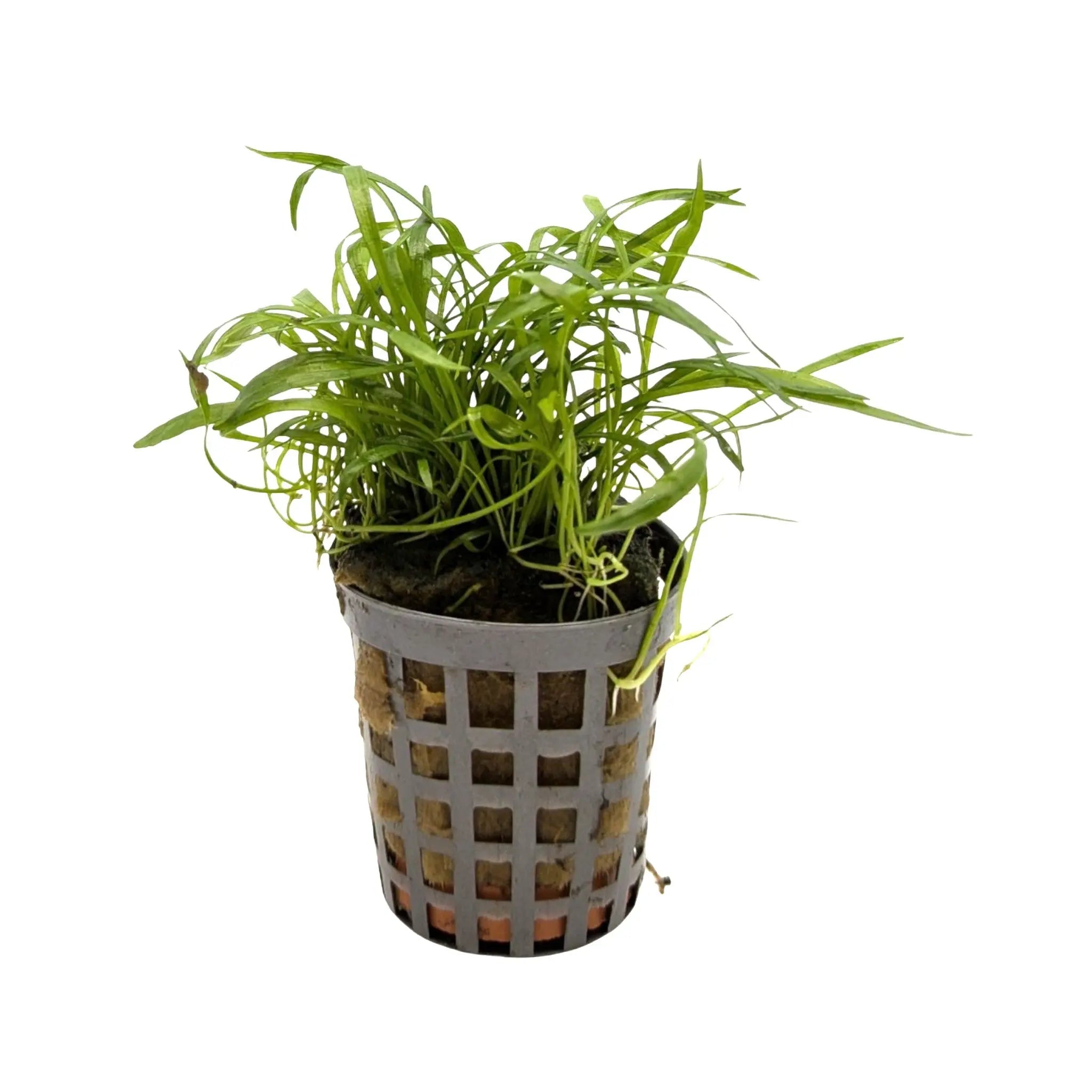 Lilaeopsis novea-zealandie Aquafleur