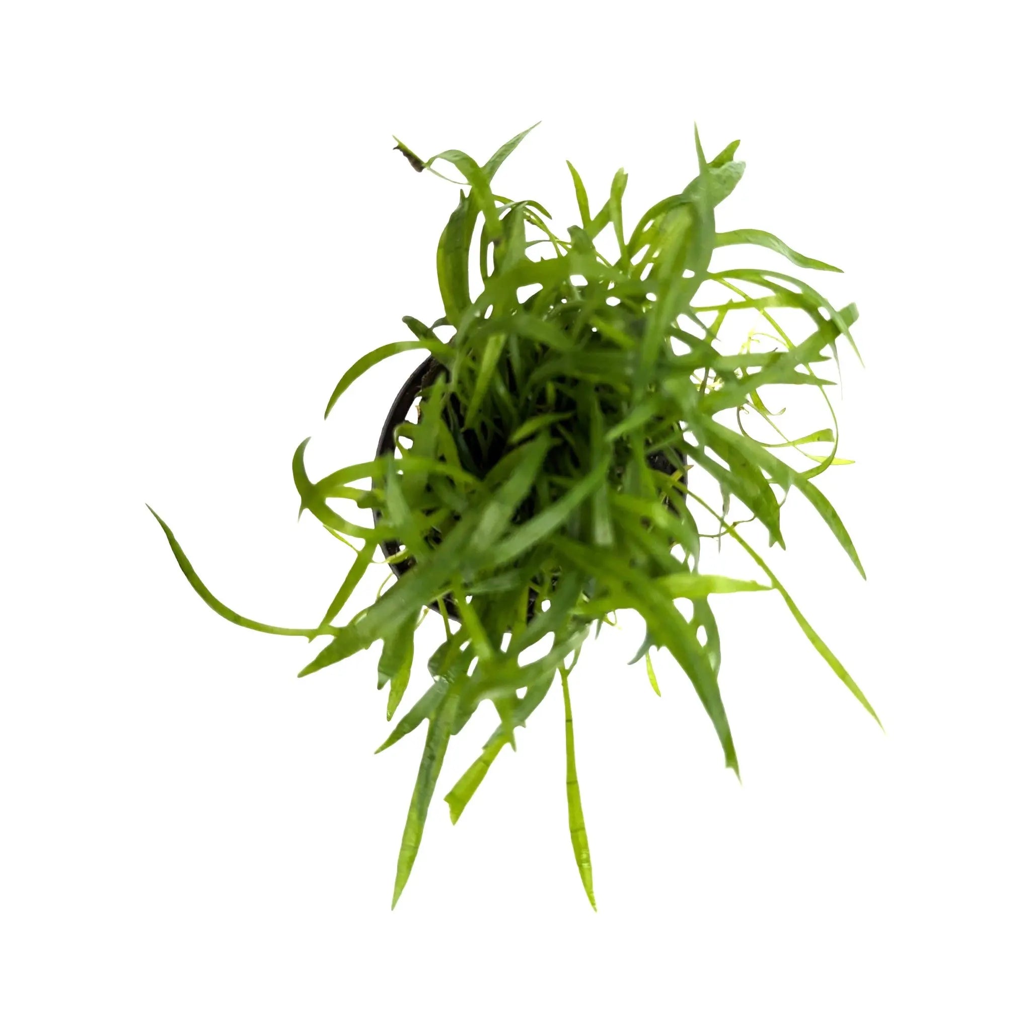 Lilaeopsis novea-zealandie Aquafleur