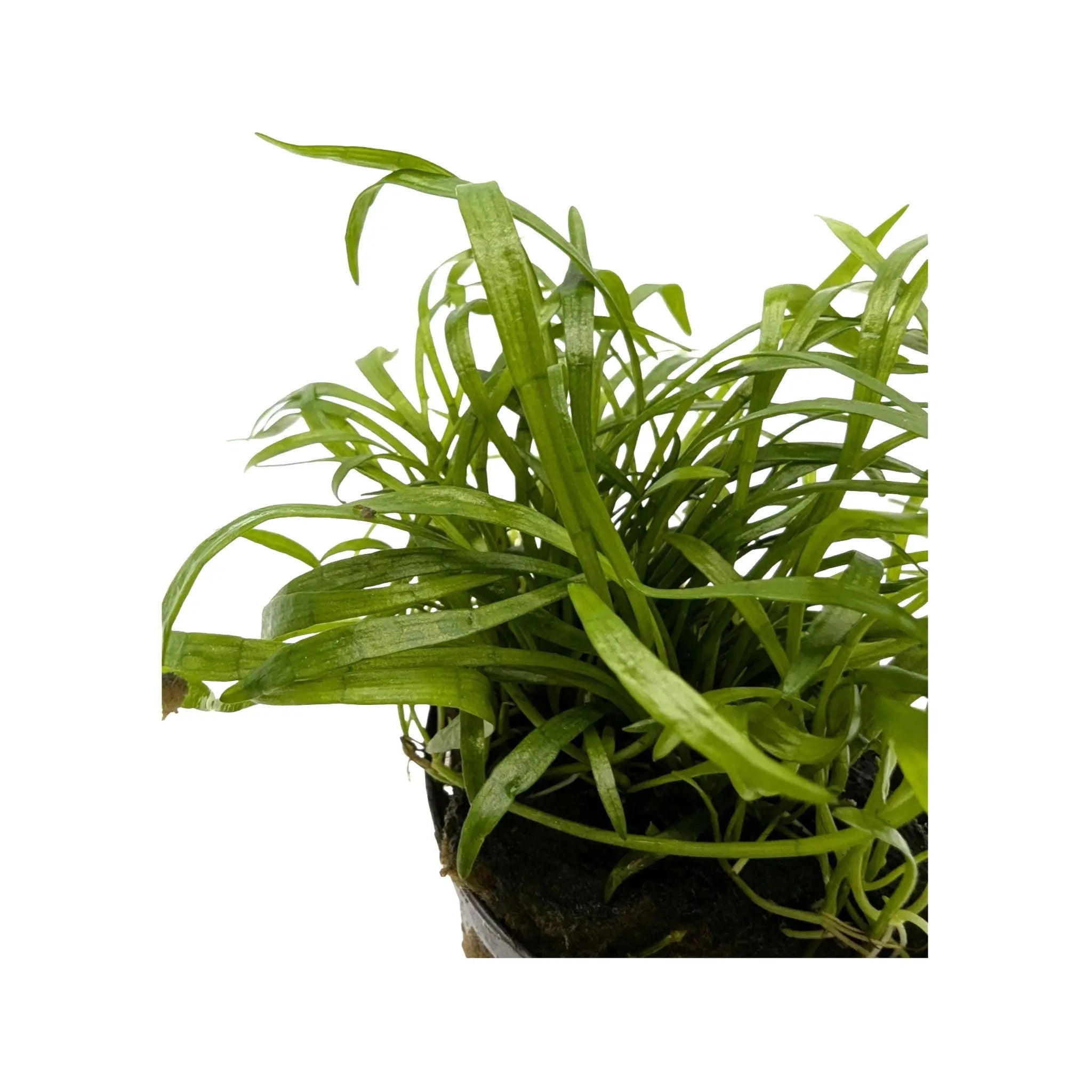 Lilaeopsis novea-zealandie Aquafleur