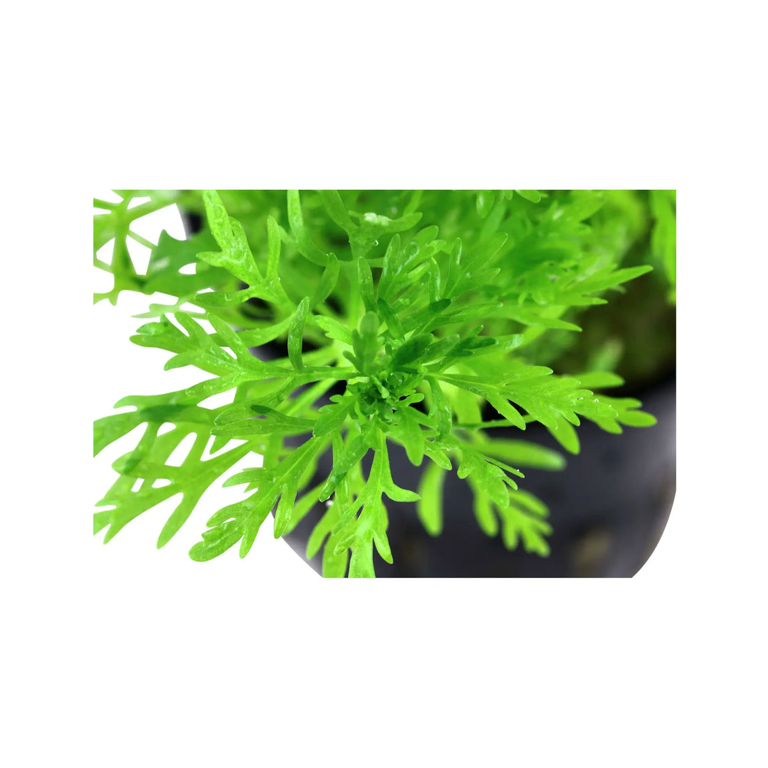 Limnophila aquatica Tropica