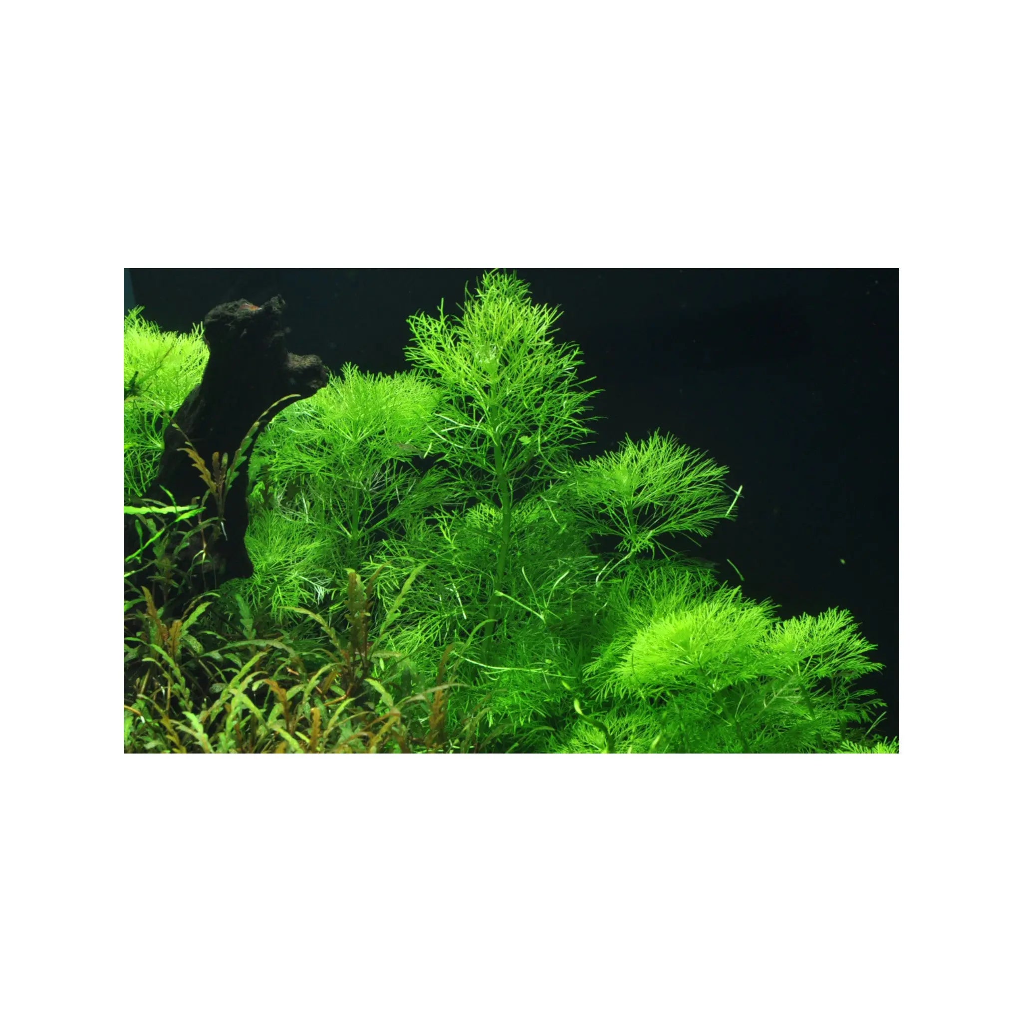 Limnophila aquatica Tropica