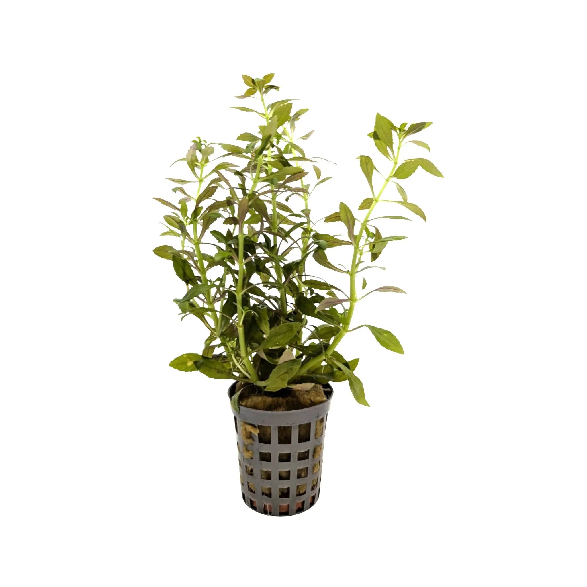 Limnophila aromatica Aquafleur
